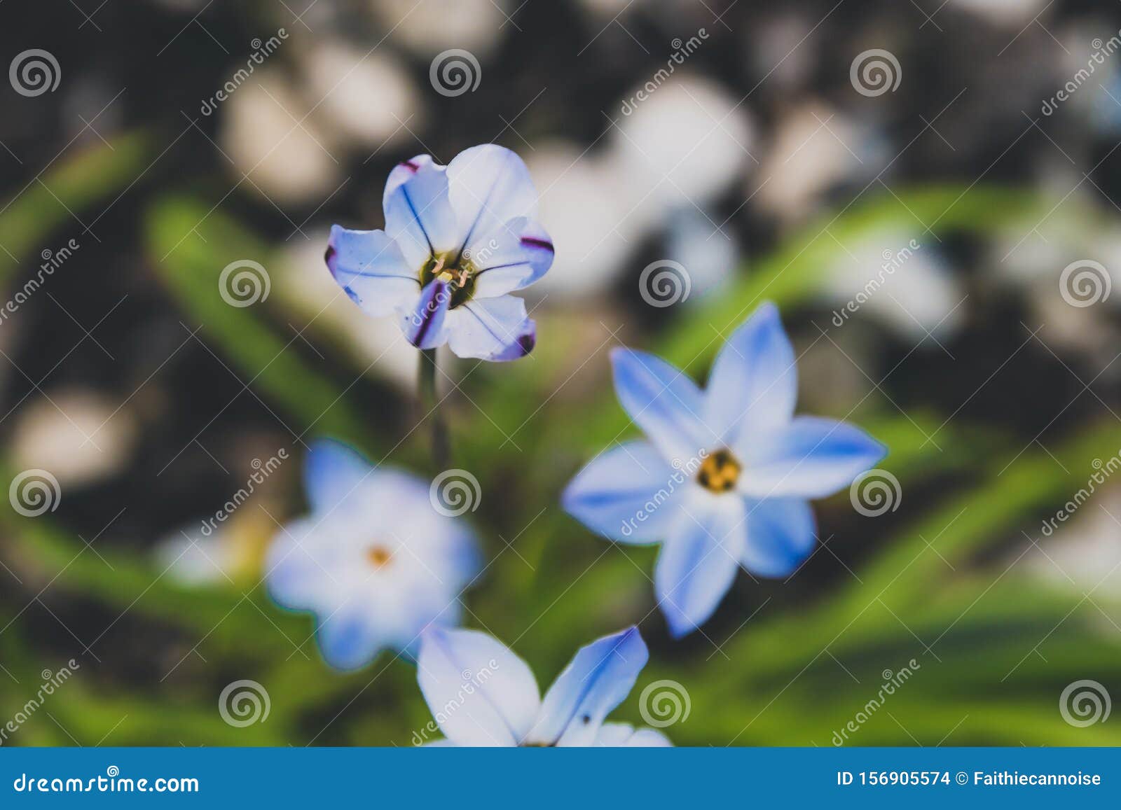 Grass with Tiny Blue Flowers, Closeup Shot Stock Photo Image of