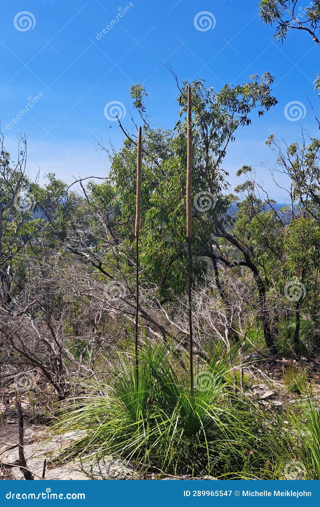 Xanthorrhoea `Black Boy` Tree Growing In The Australian Bush Royalty
