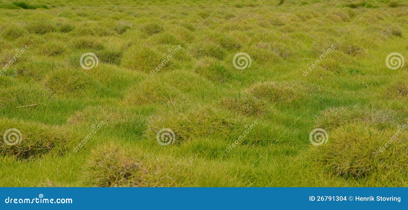 grass tubers