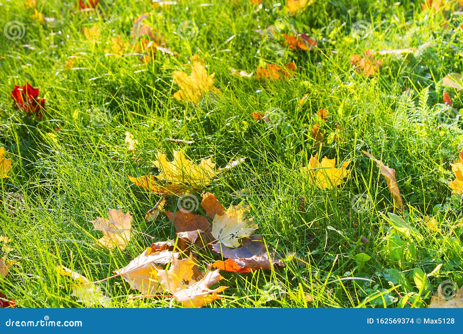 Grass Turns Yellow On The Lawns And Yellow Leaves Fall Stock Photo