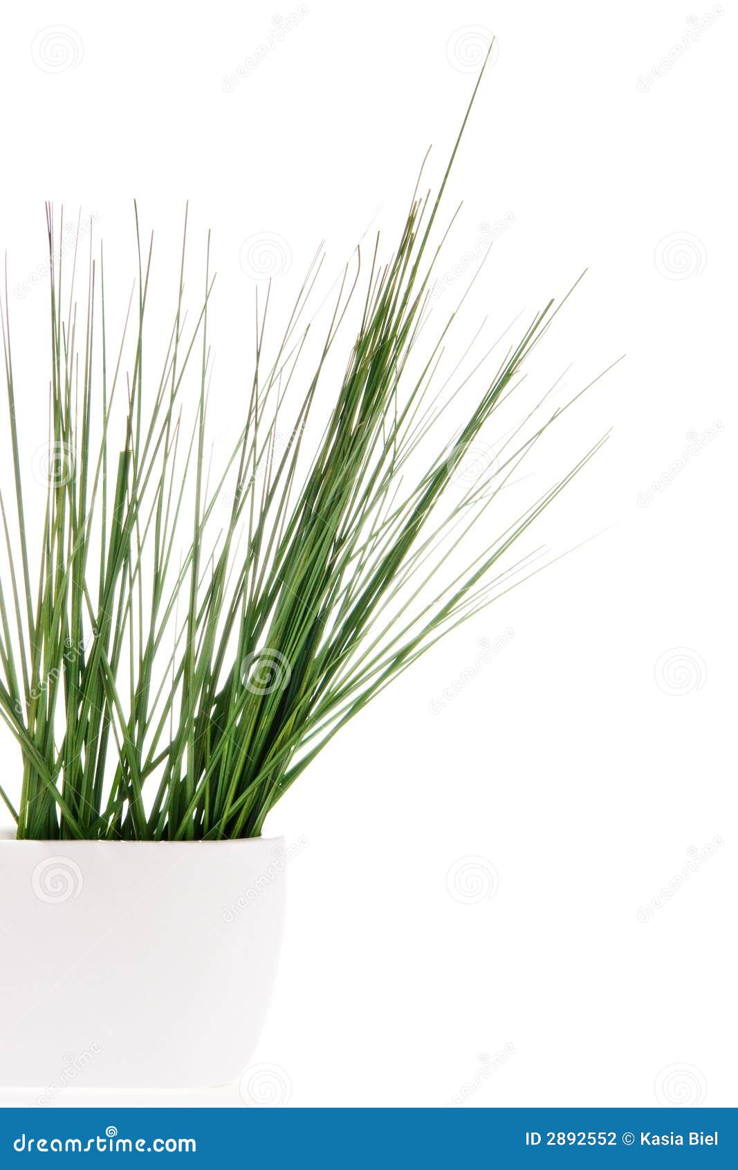 Grass in vase stock photo. Image of indoors, simplicity 2892552