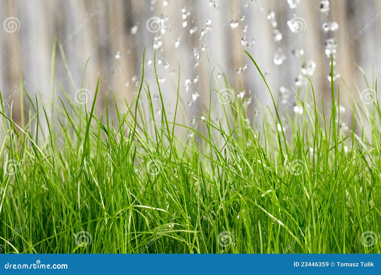Grass water stock image. Image of color, gardening, droplets 23446359