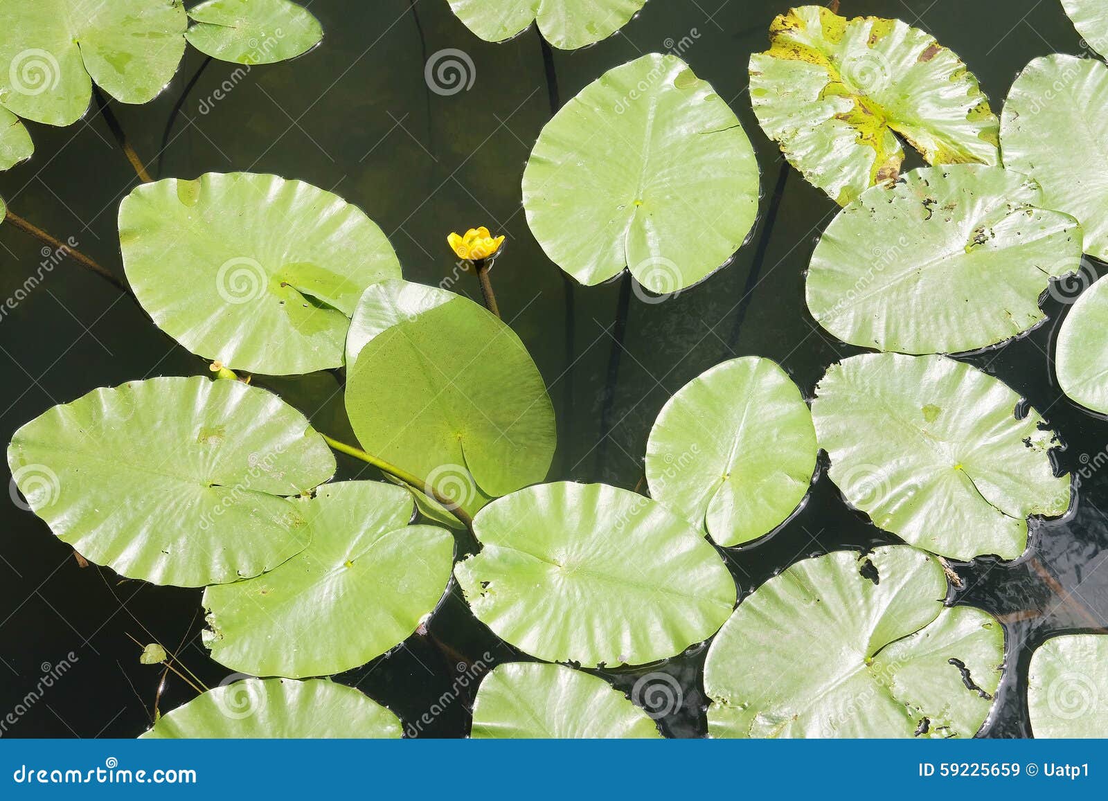 Grass and water lilies stock image. Image of lilies, grass - 59225659