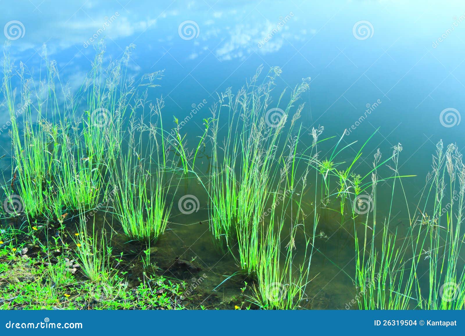 Grass in Water with Sky Reflection Stock Photo Image of beauty