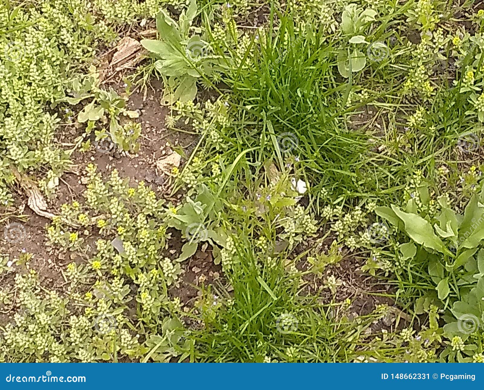 grass weeds and dirt