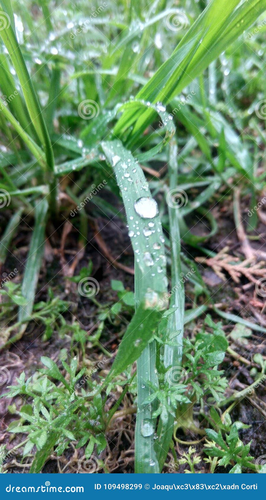 grass whit water