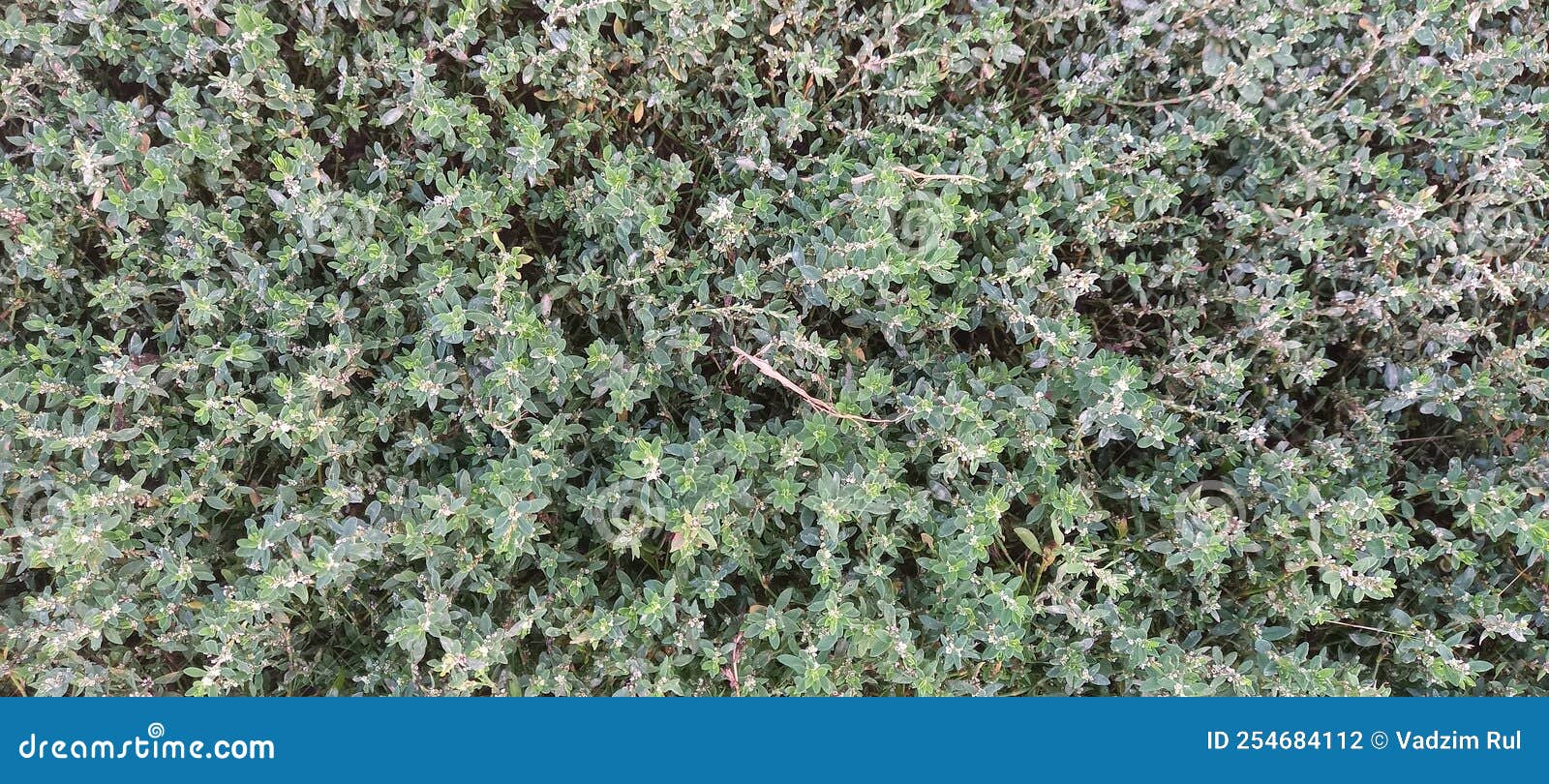 Grass with white flowers stock photo. Image of produce 254684112