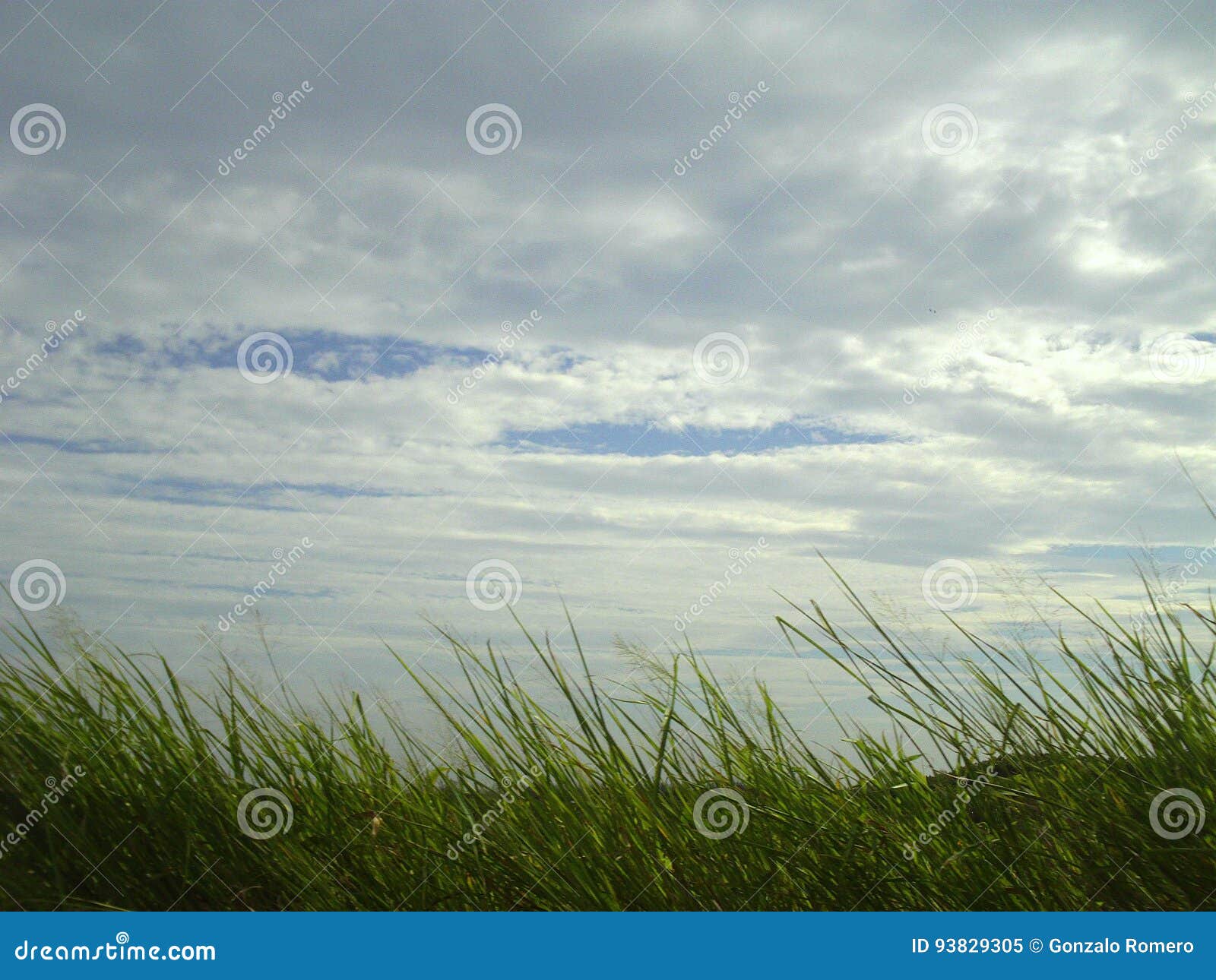 grass wind and sky