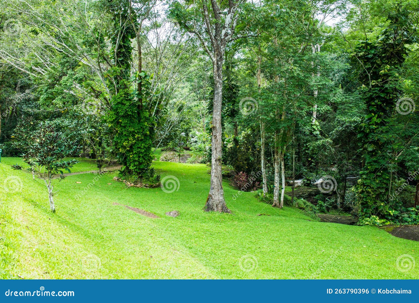 Grass yard with jungle stock photo. Image of thailand - 263790396