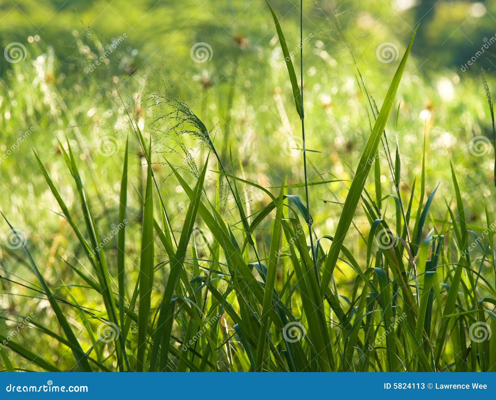 grasses and reeds