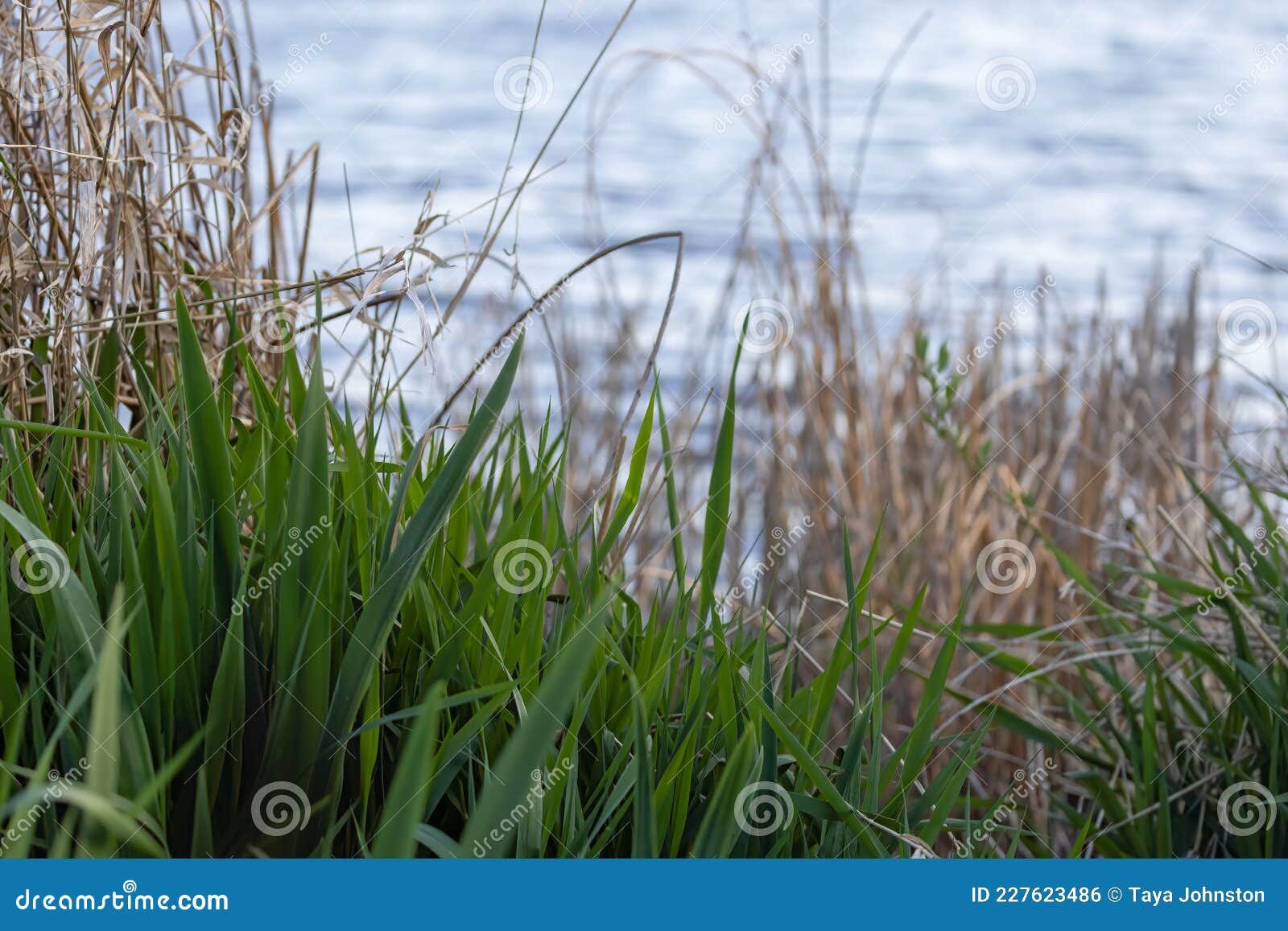 Grasses and Reeds at the Edge of the Water Stock Photo Image of