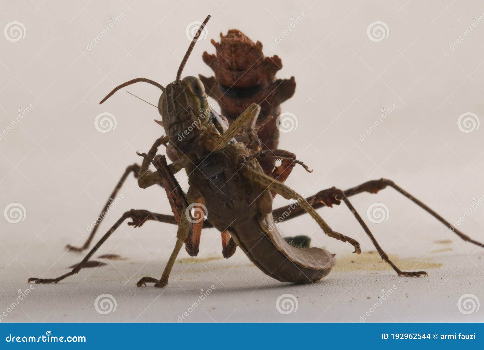 grasshoper controlled by mantis