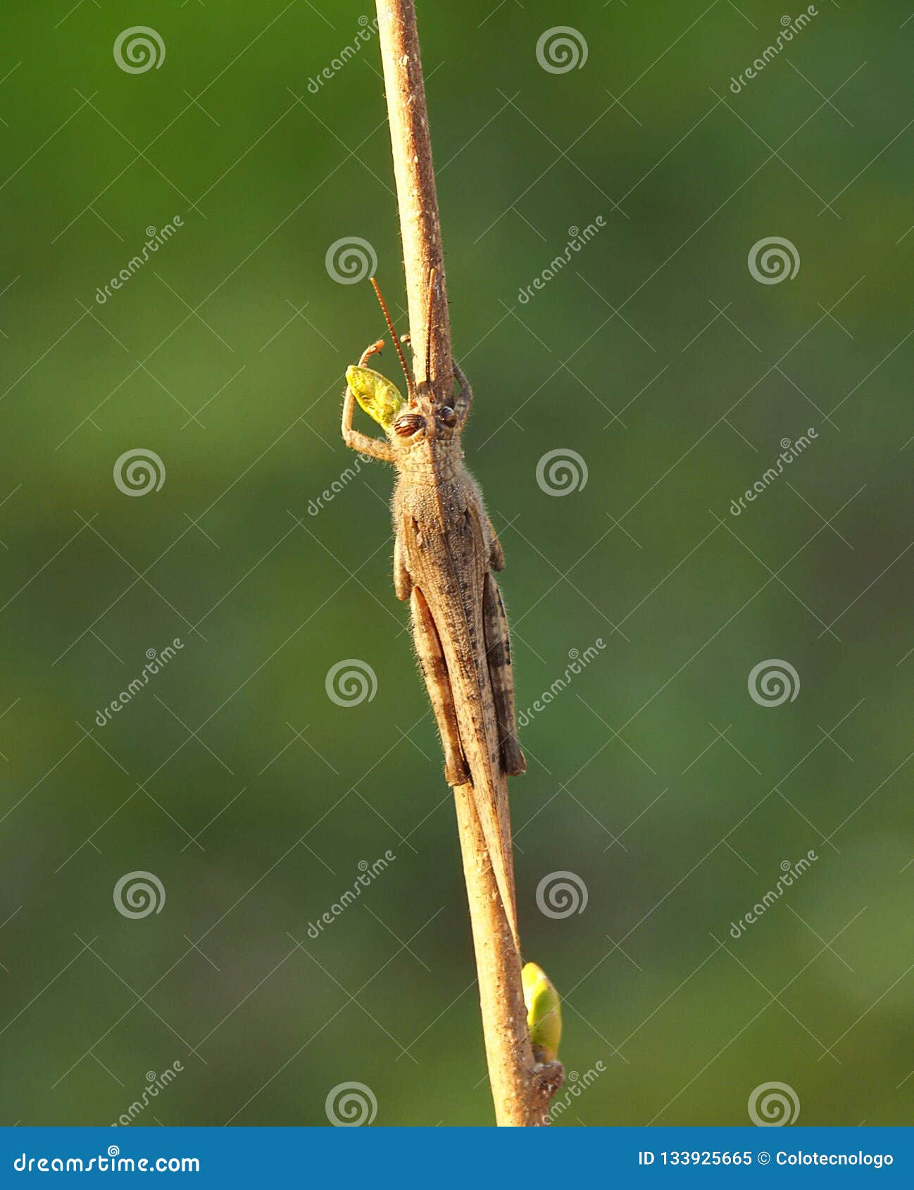 grasshoper in green background
