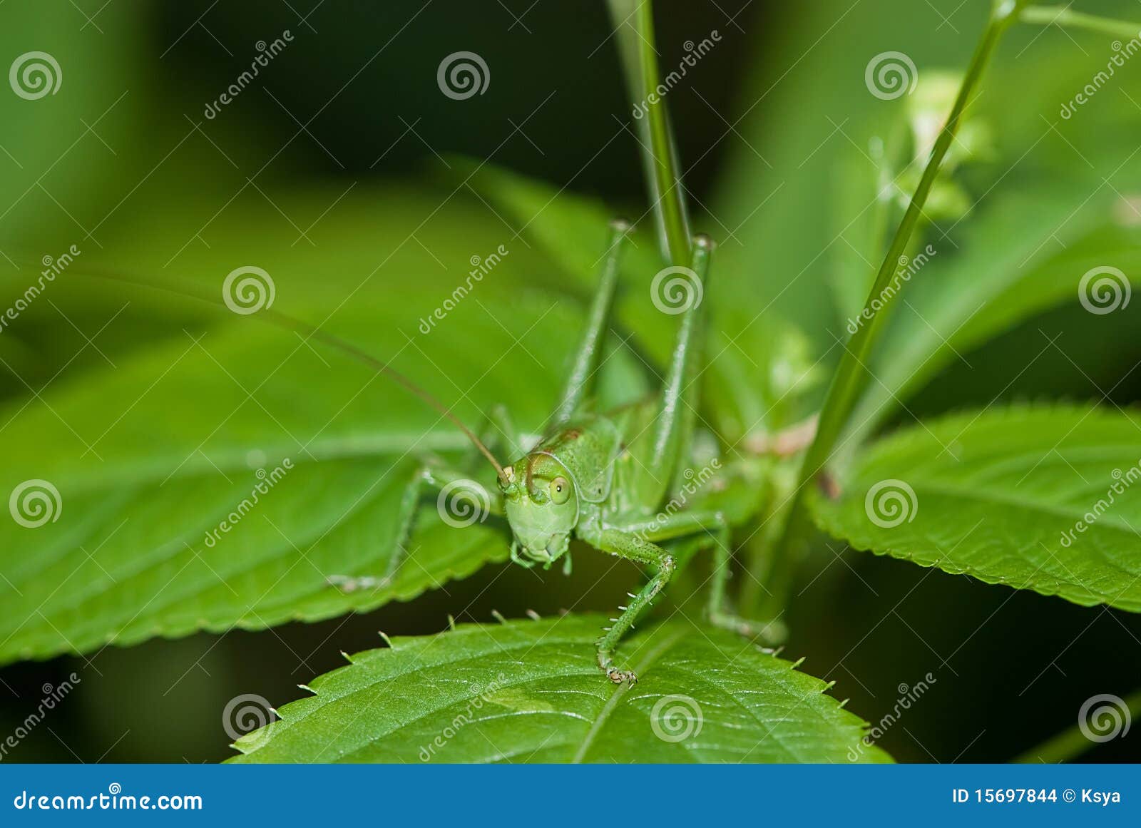 Grasshopper πράσινη συνεδρίαση φυτών φύλλων