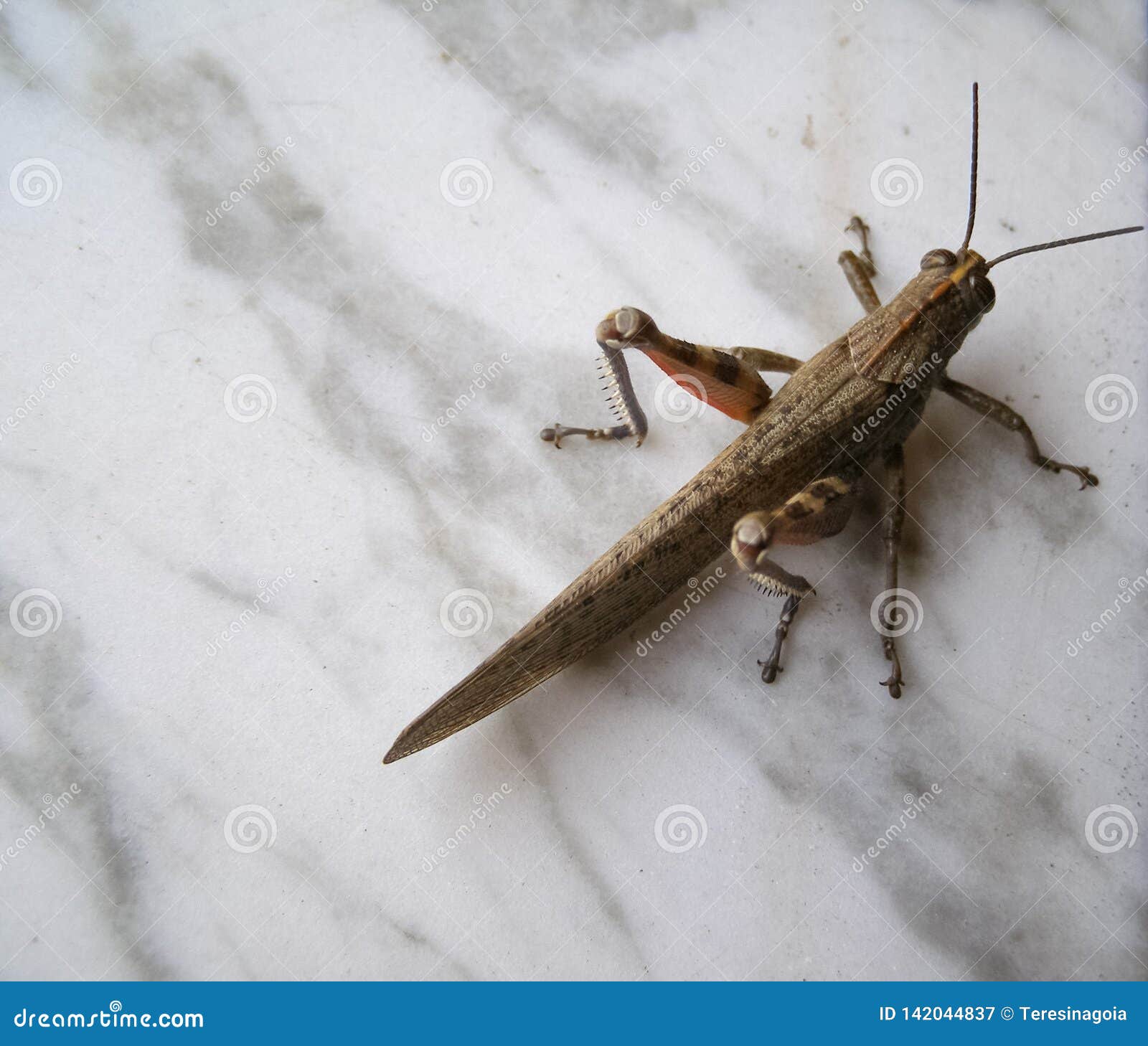 grasshopper animal of class insecta insects
