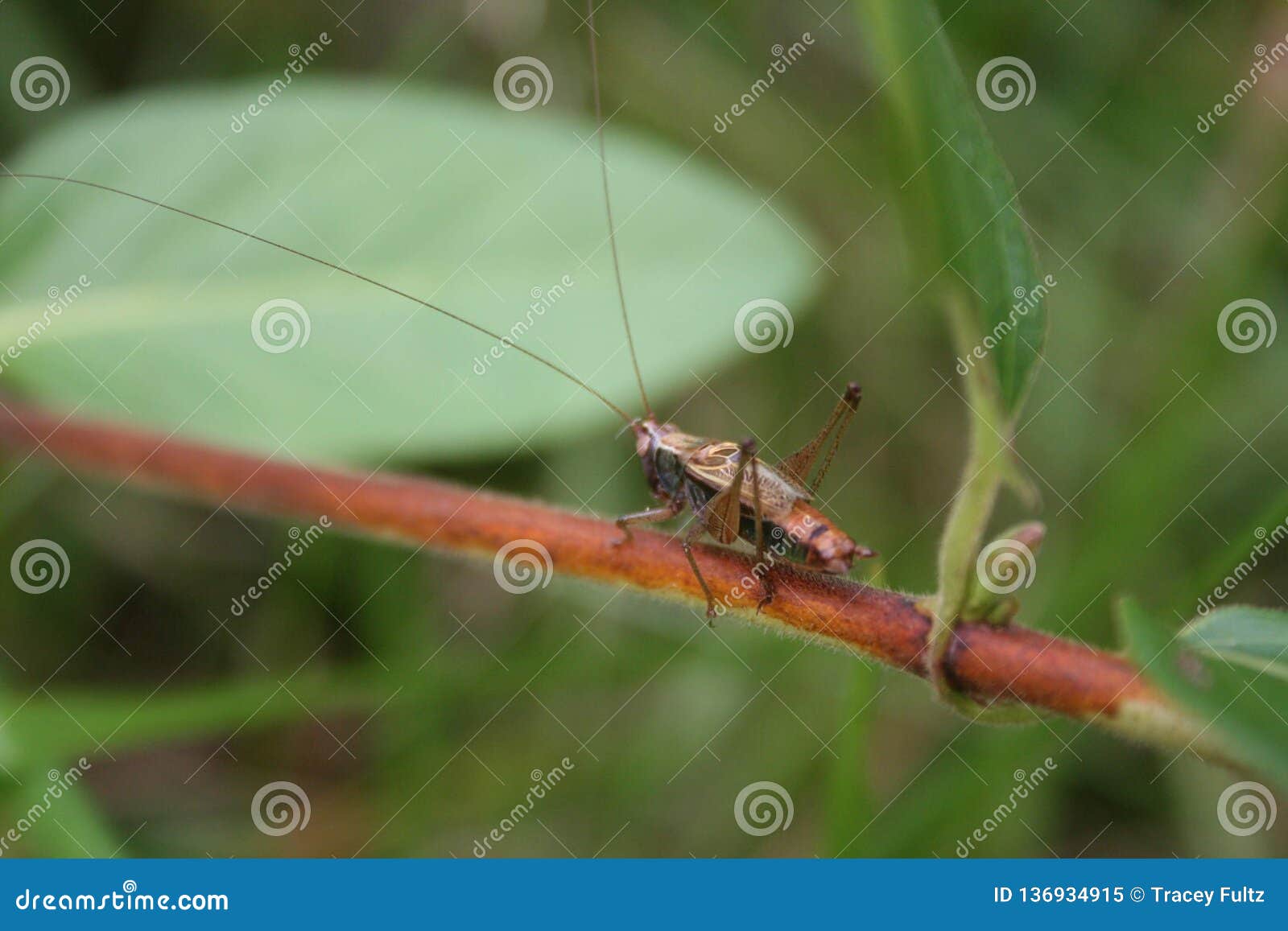 Grasshopper walk image. Image grasshopper -