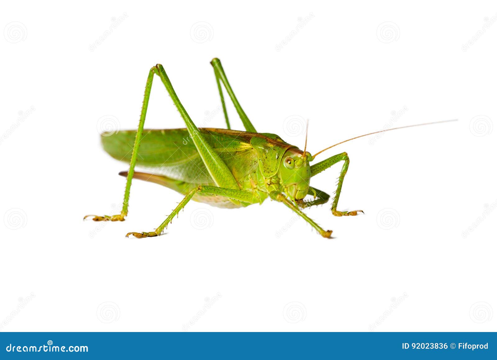 Grasshopper Cleaning Its Feeler, Isolated On White Stock Photo - Image