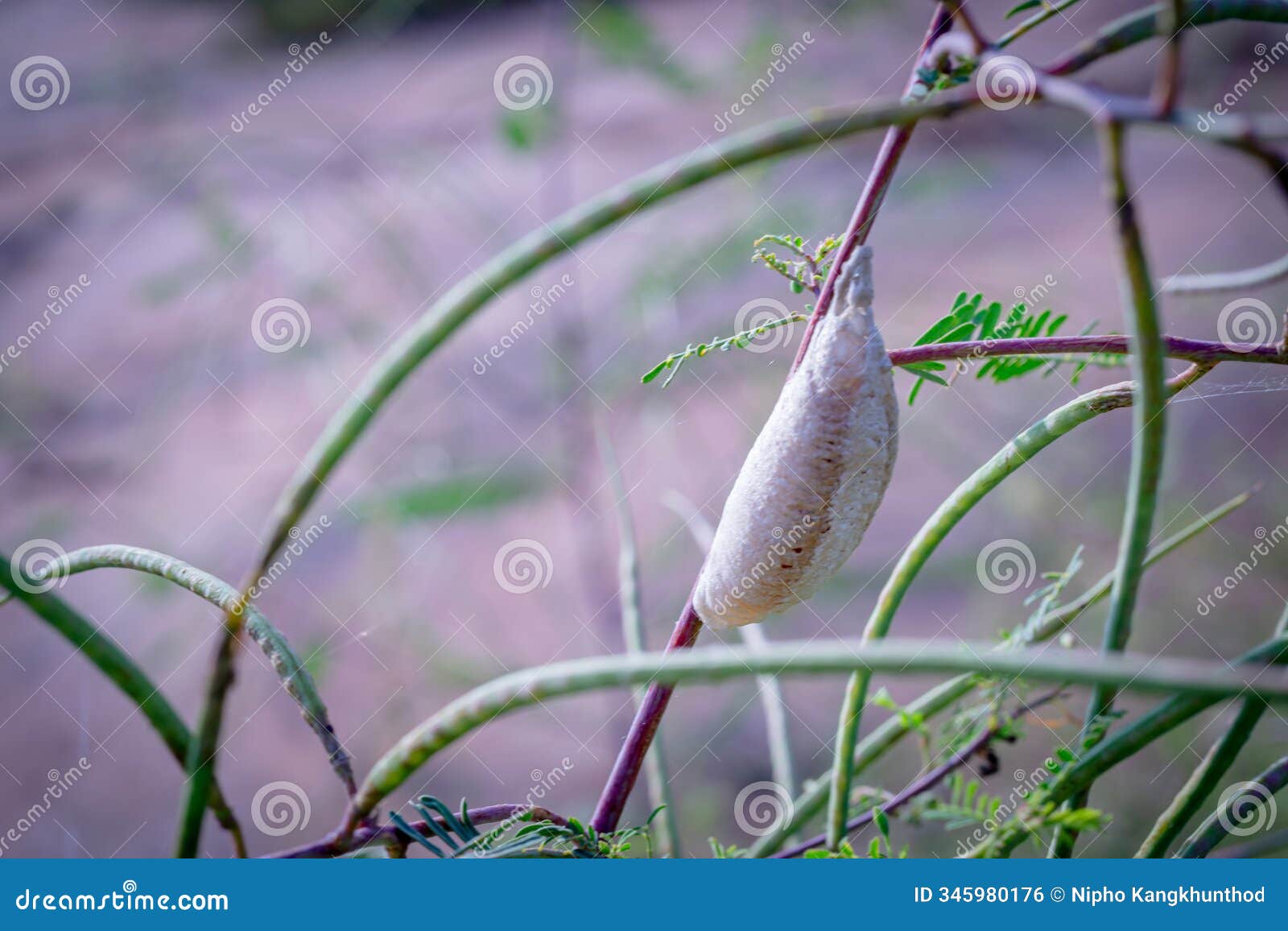 grasshopper eggs on a branch