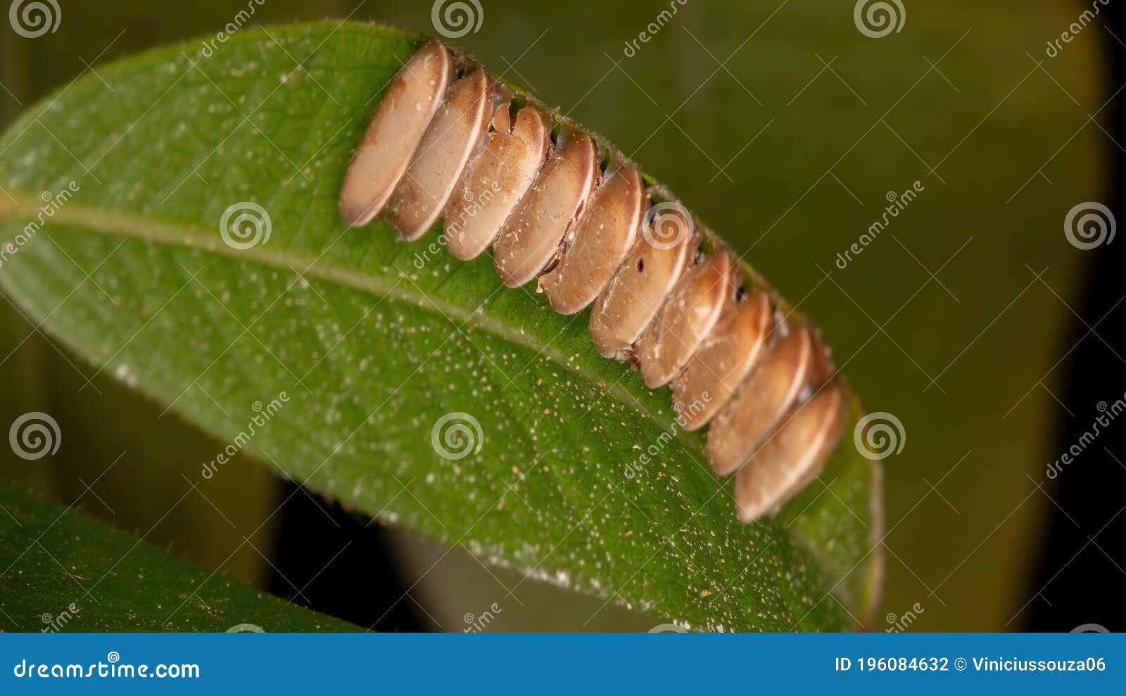 Grasshopper eggs stock photo. Image of green, environment - 196084632, image size:1600x990