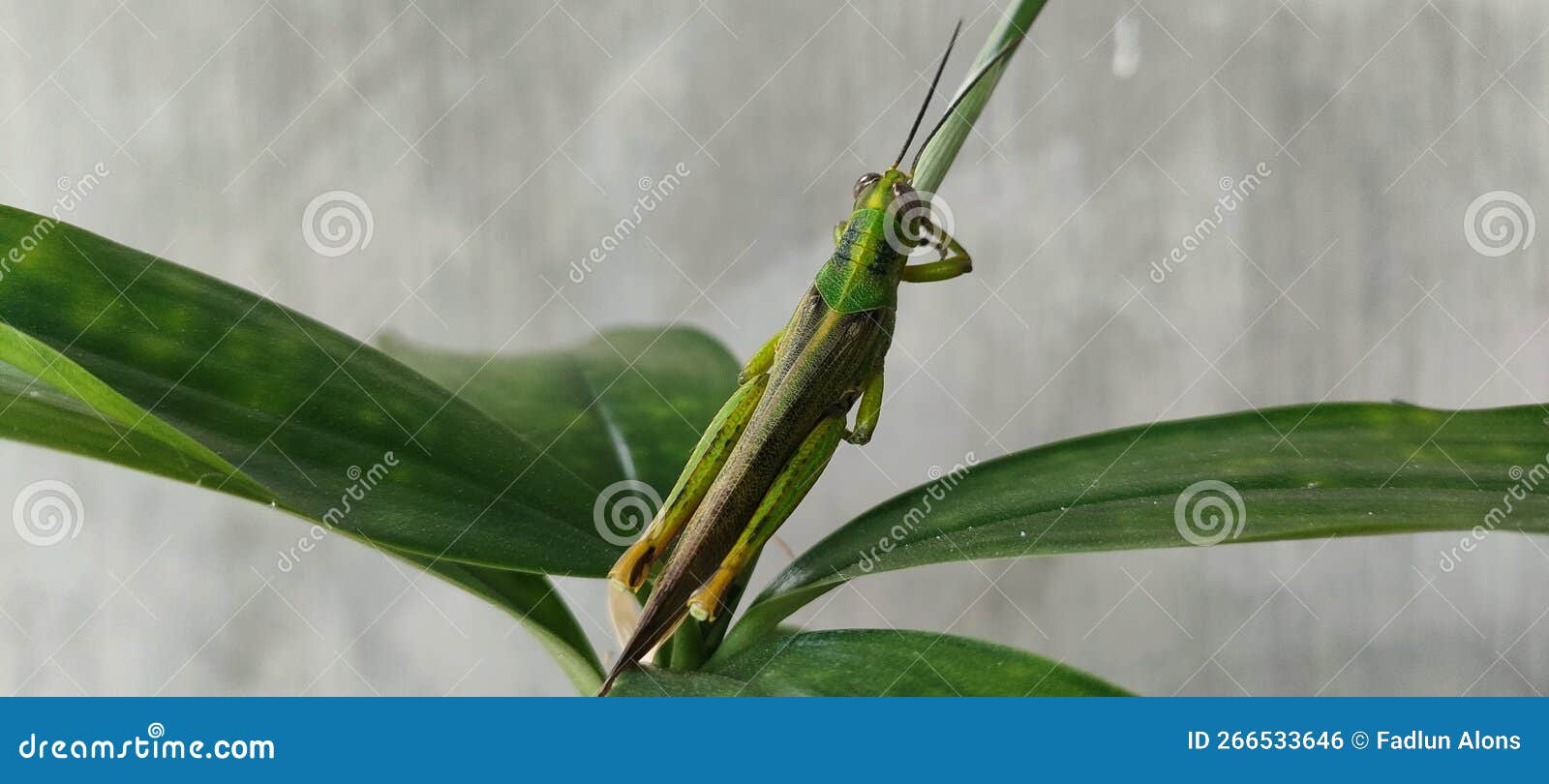 A Landed on a Branch One Day Stock Photo Image of landed