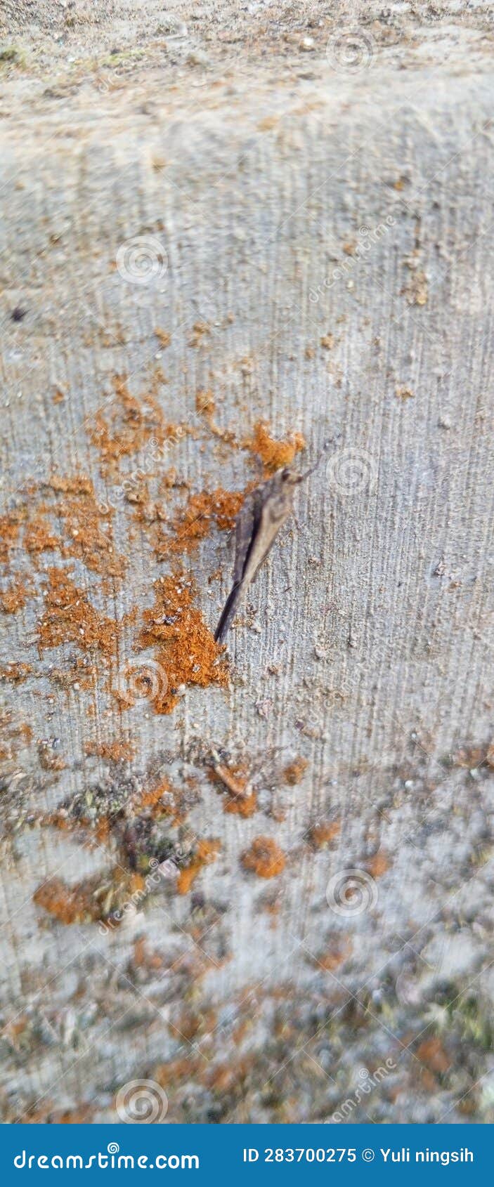 The Landed on a Wall Stock Image Image of frost, nature