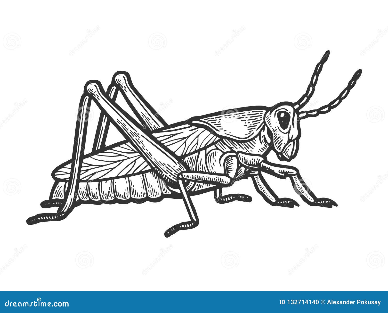 Locust Engraving Vector Illustration Stock Vector