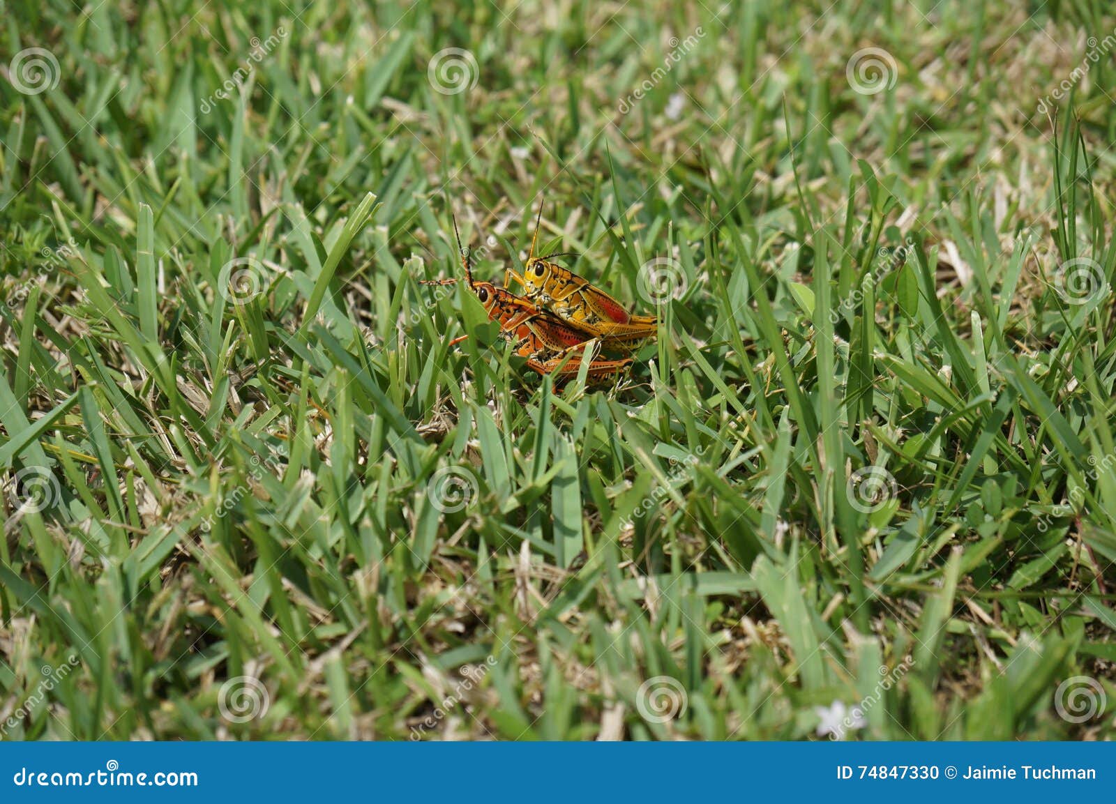 Grasshopper love stock photo. Image of meadow, orange ...
