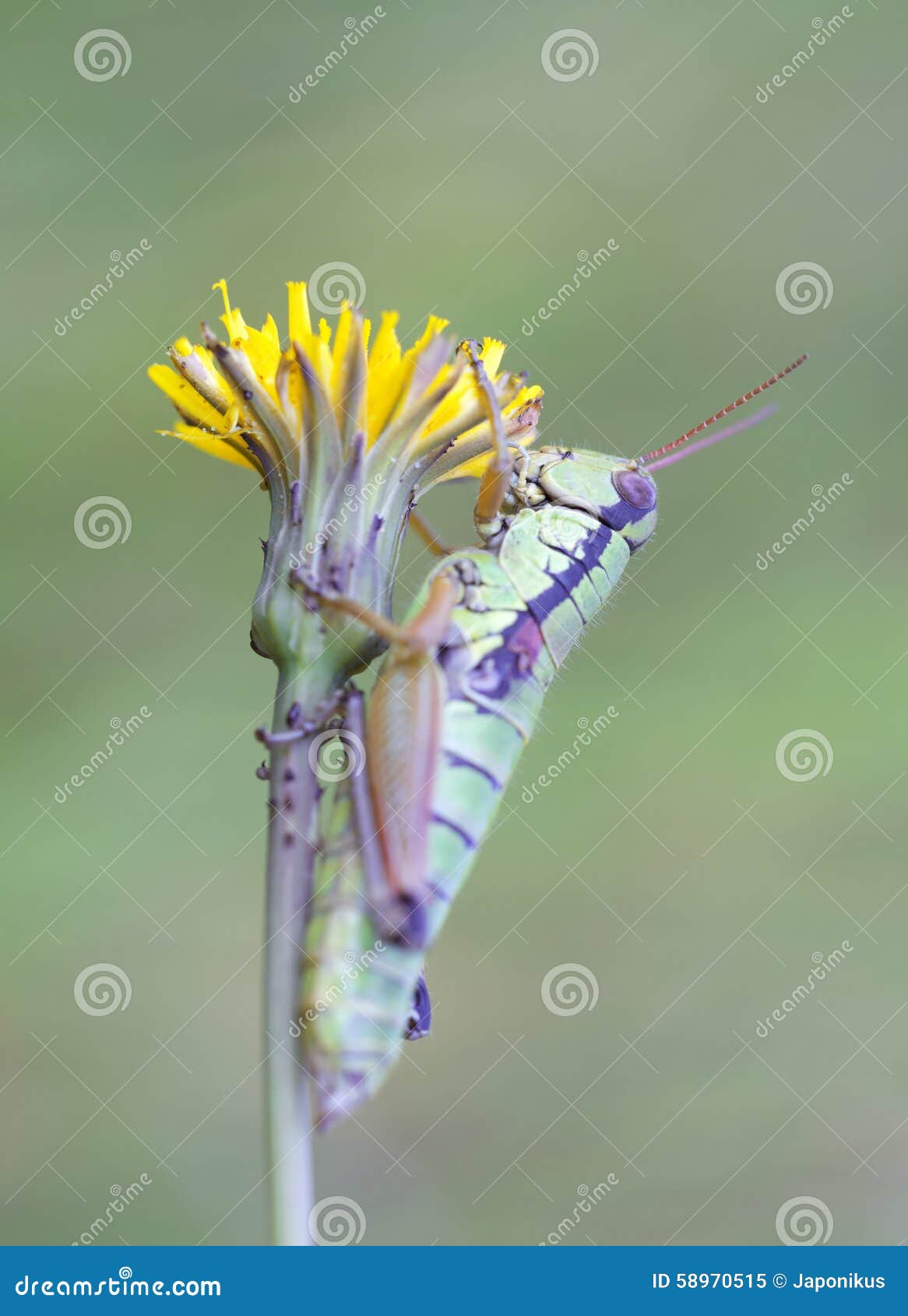 Grasshopper in meadow stock image. Image of grasshopper Biology Diagrams