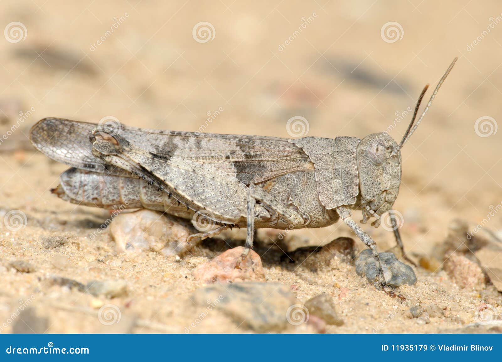 grasshopper oedipoda caerulescens