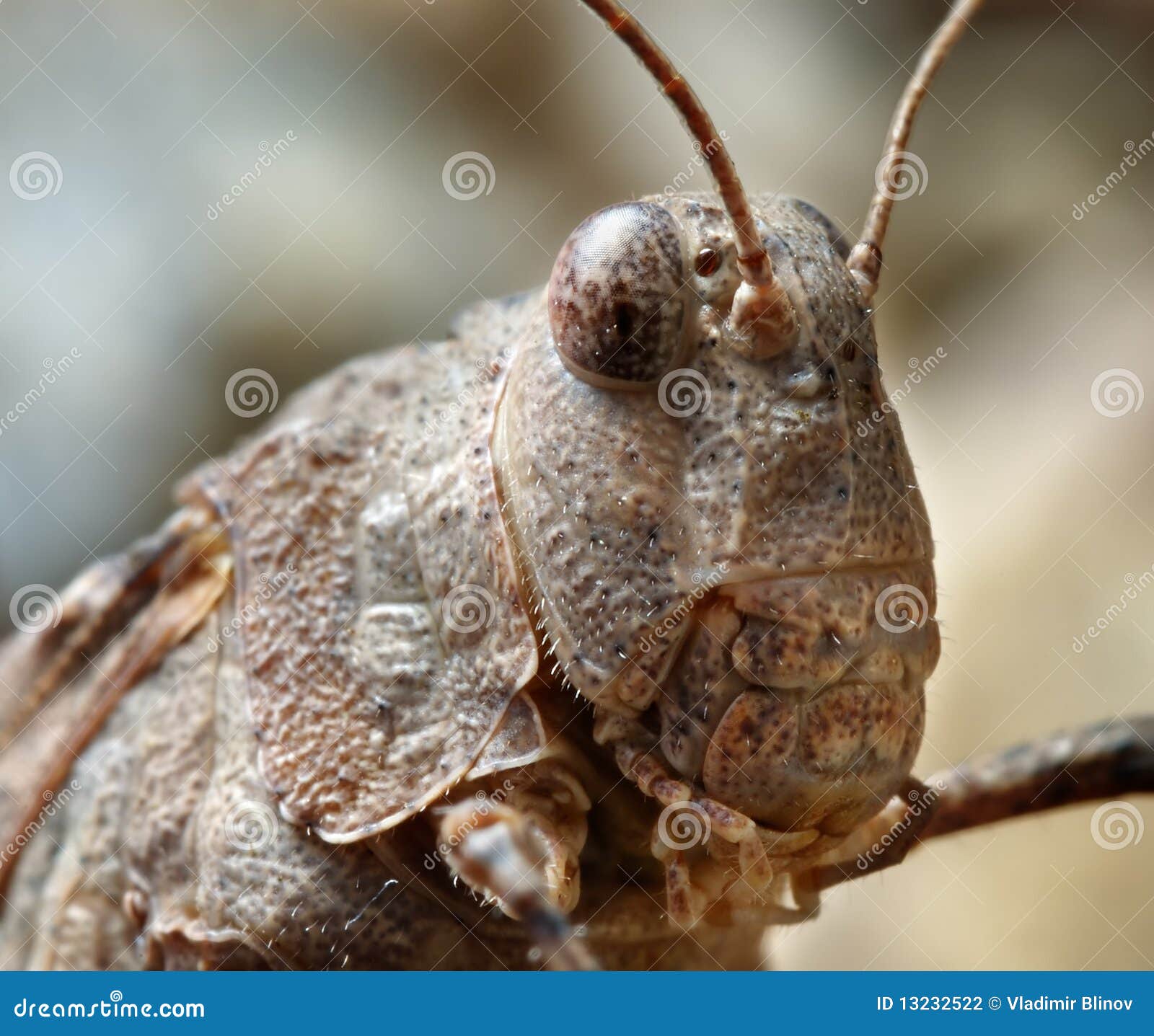 grasshopper oedipoda caerulescens close-up