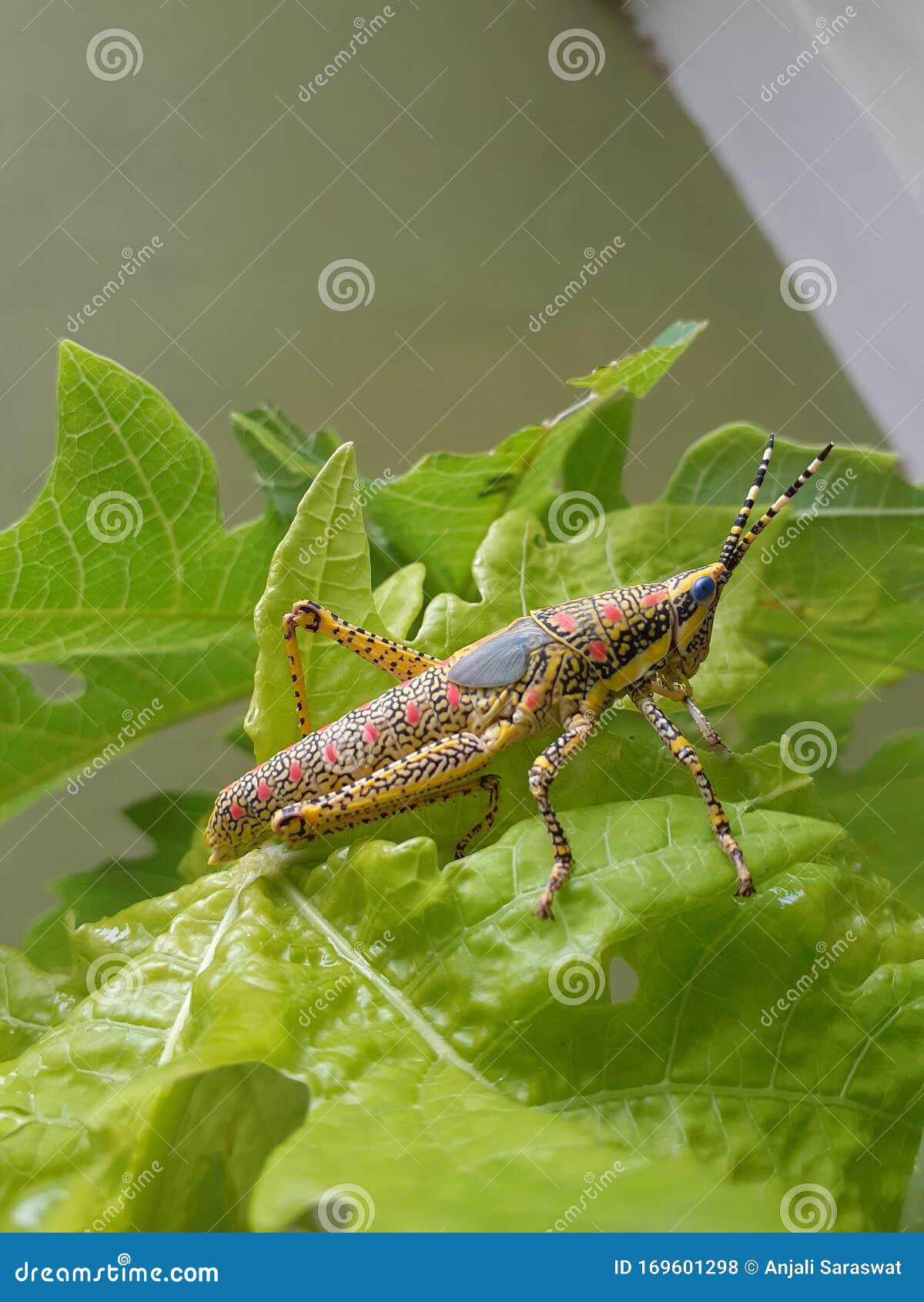 on Papaya Leaves. Stock Photo Image of green,