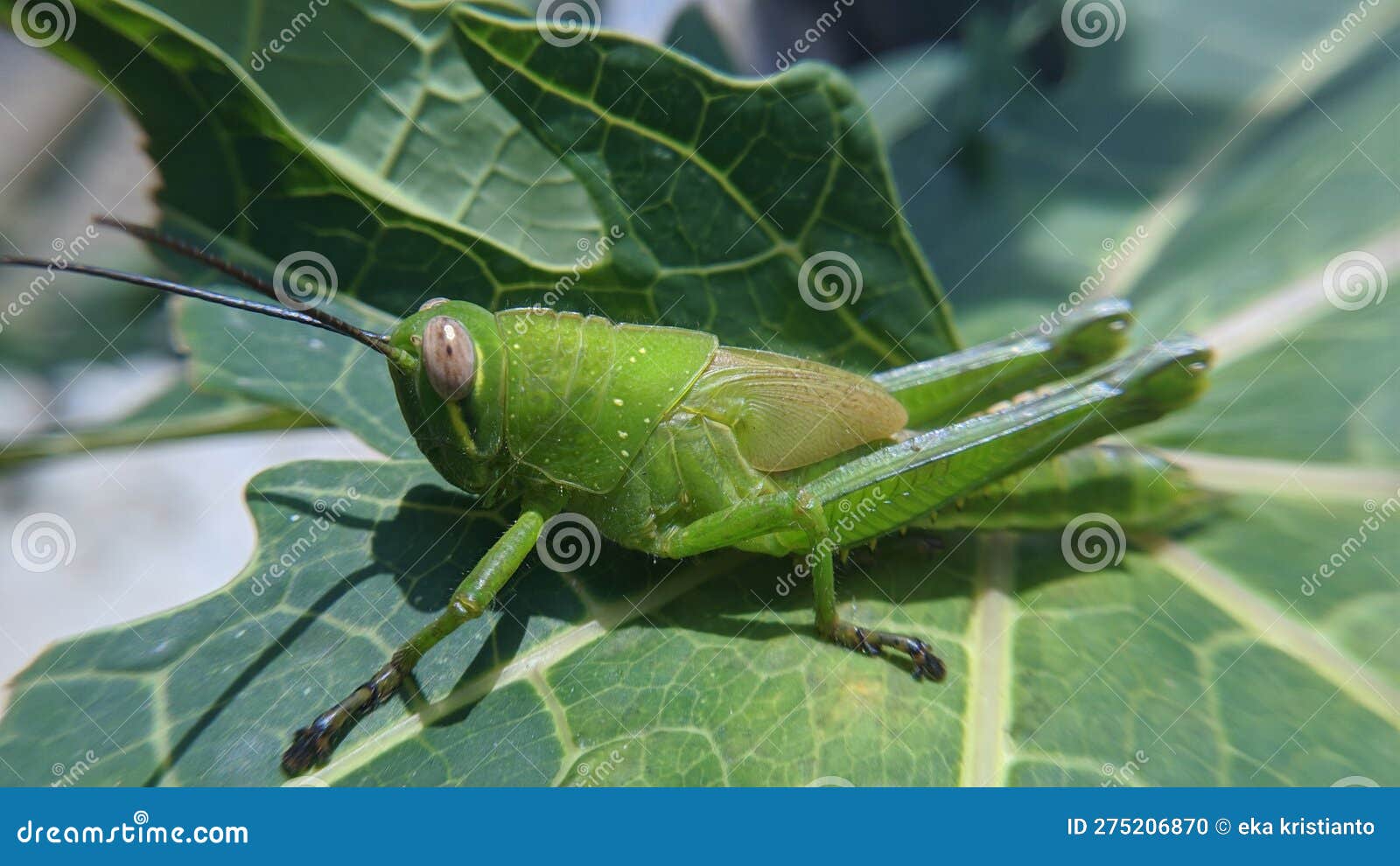 on Papaya Leaves Stock Photo Image of weevil, insect