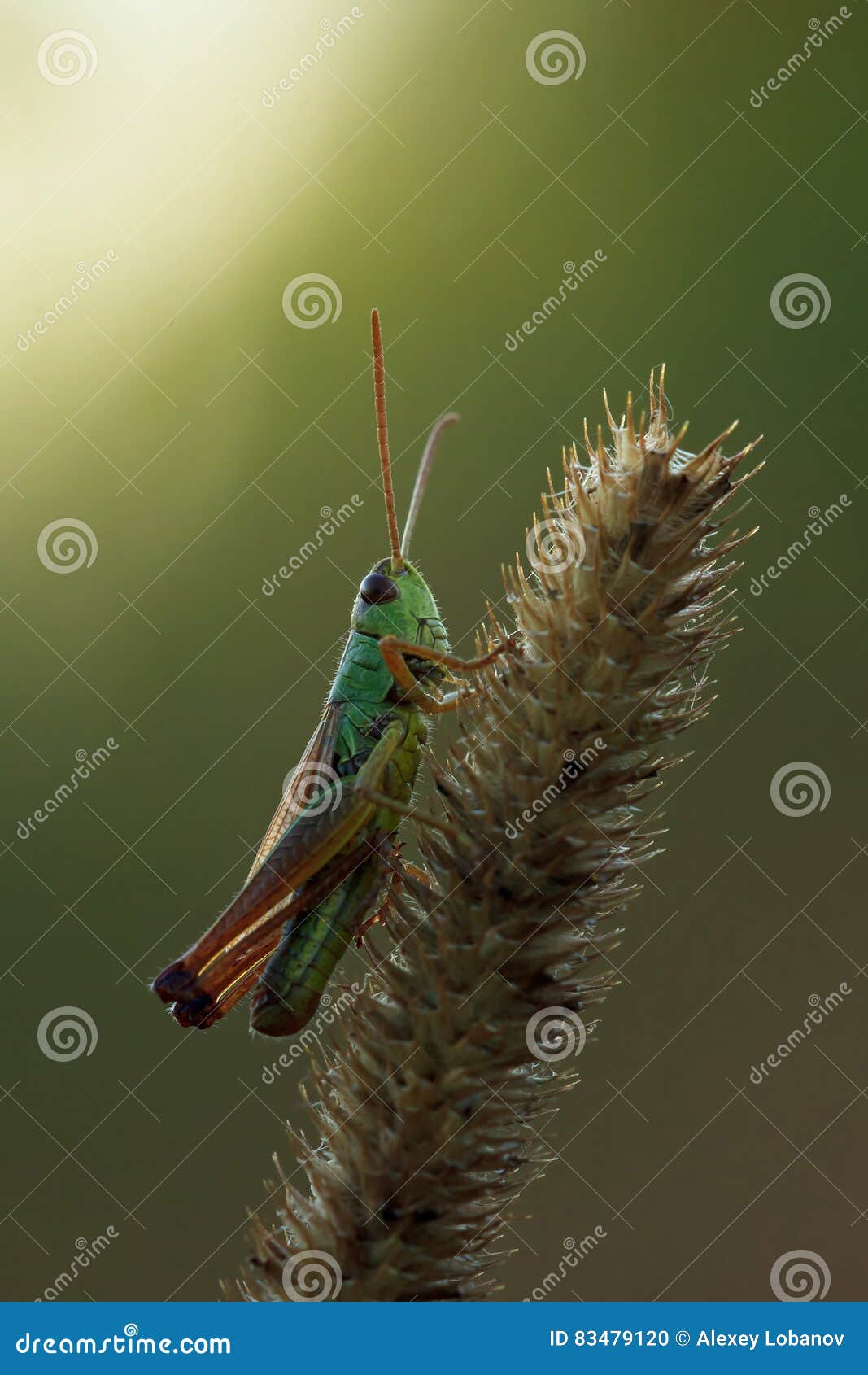 Small grasshopper on spikelet. backlight. blurred background