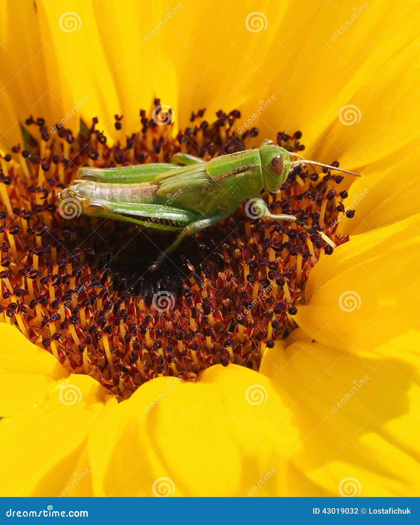 on Sunflower stock photo. Image of sunflower 43019032