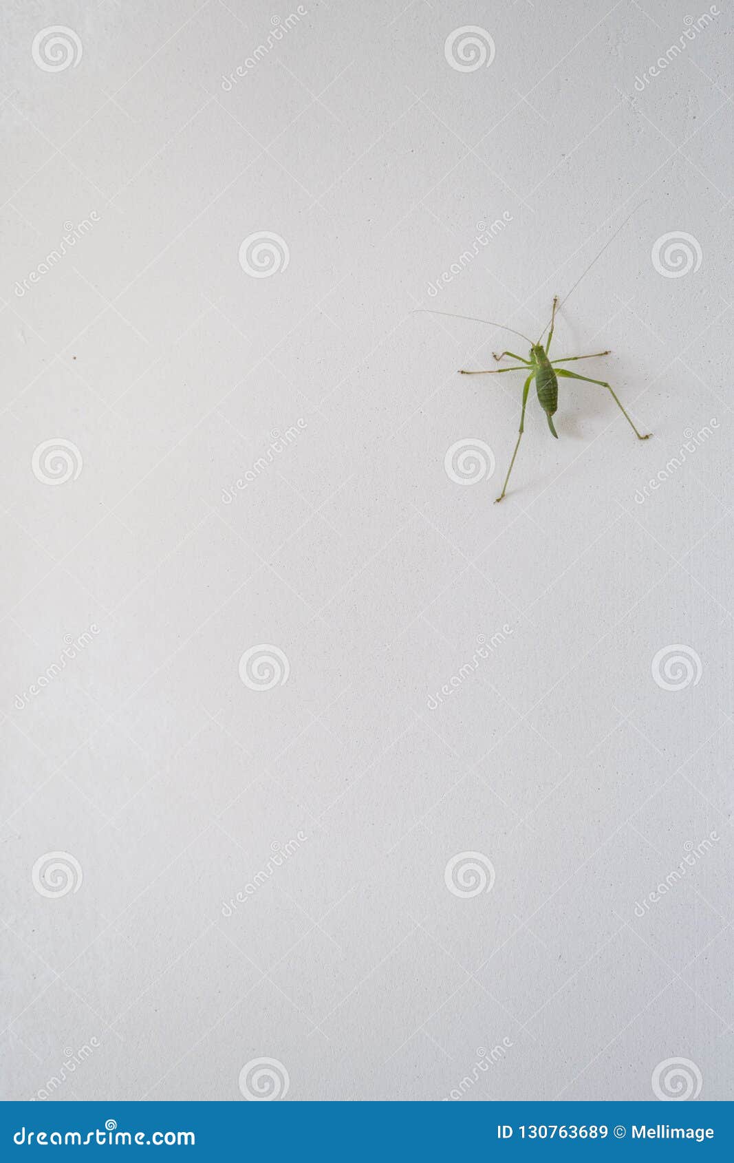 Grasshopper on a White Wall Stock Image - Image of composition, nature ...