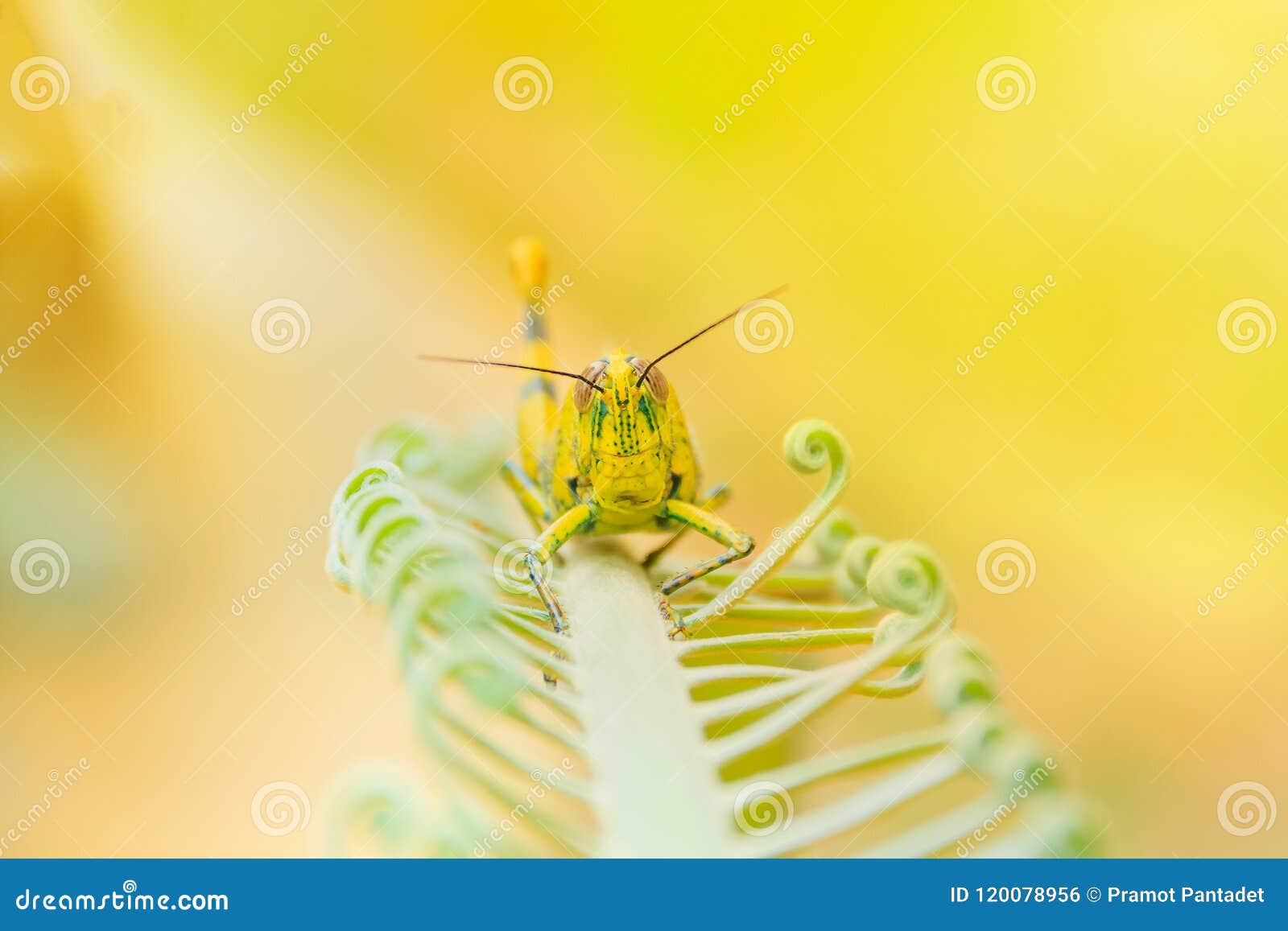 grasshopper yellow on branch of trees with copy space add text select focus with shallow depth of field