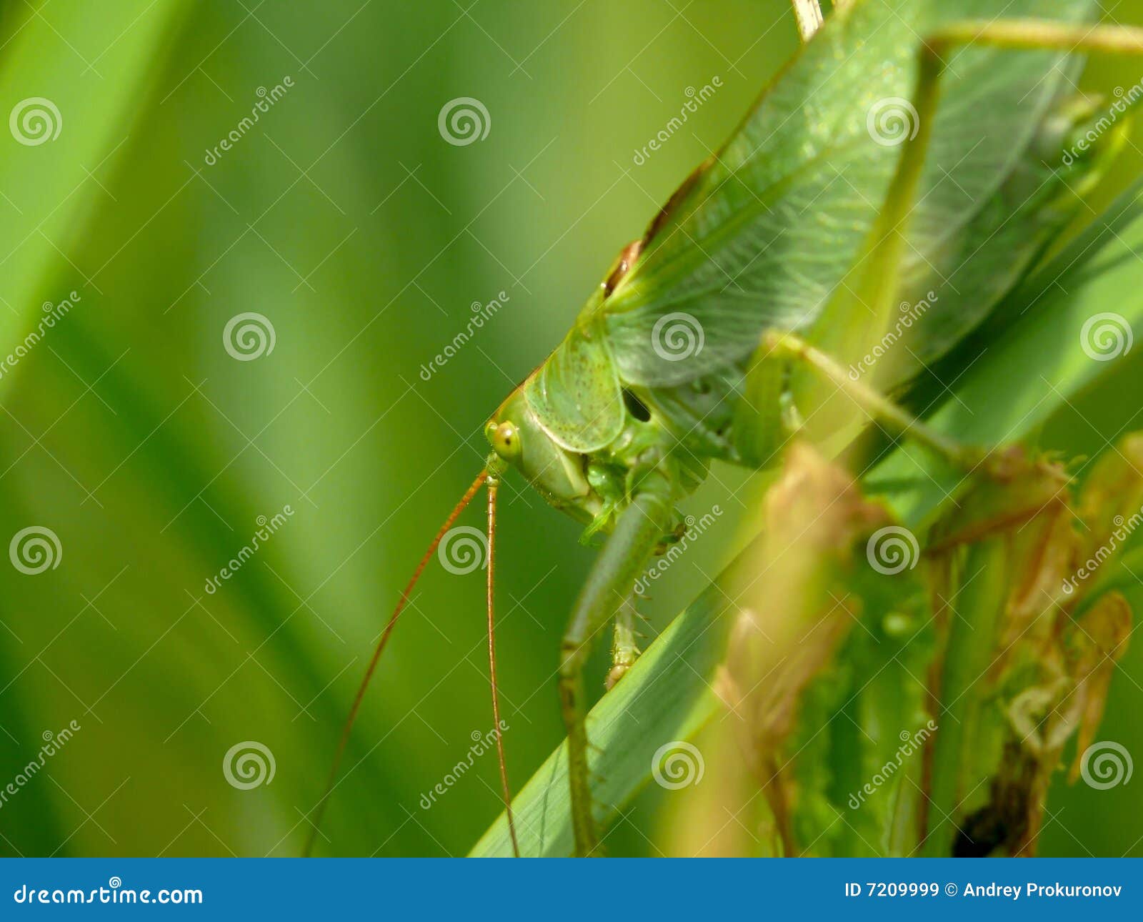 Grasshopper συνεδρίαση ακρίδων άδειας. Grasshopper καλοκαίρι συνεδρίασης ακρίδων άδειας
