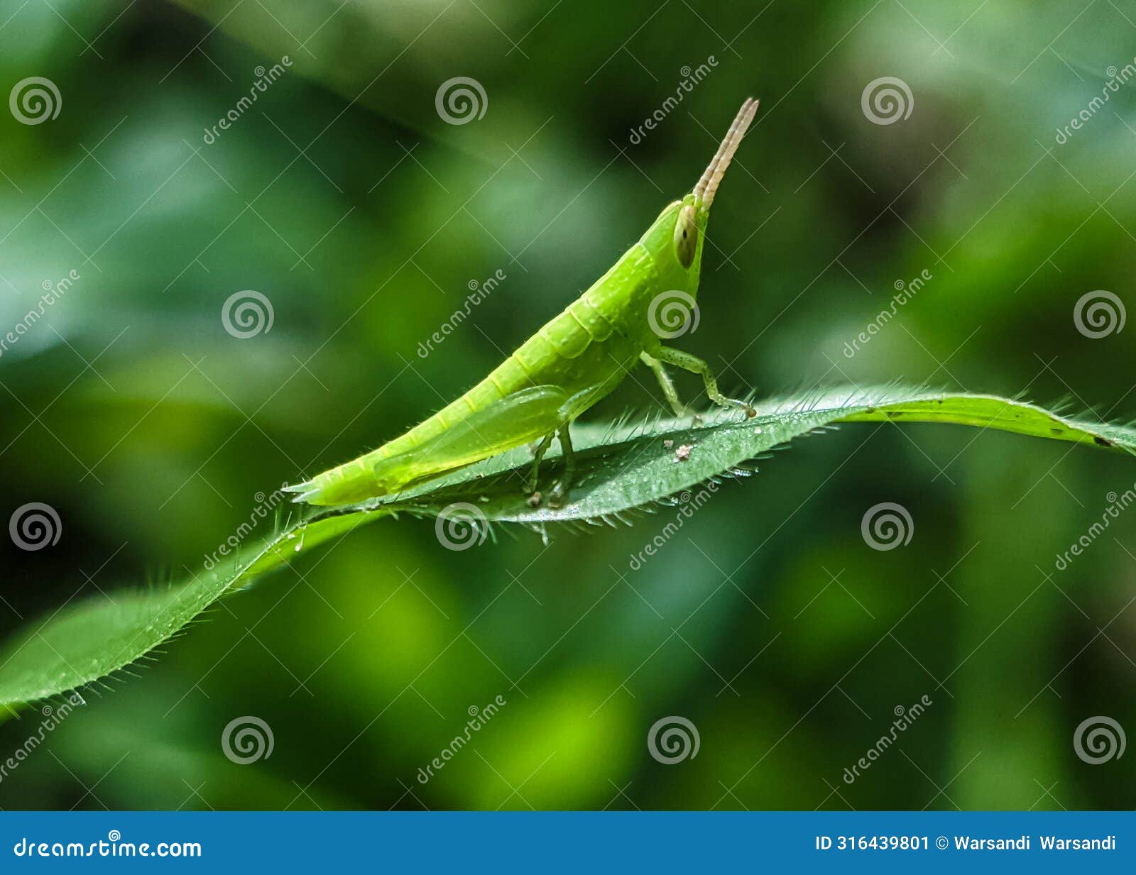 close-up photo of herbivorous grasshopper