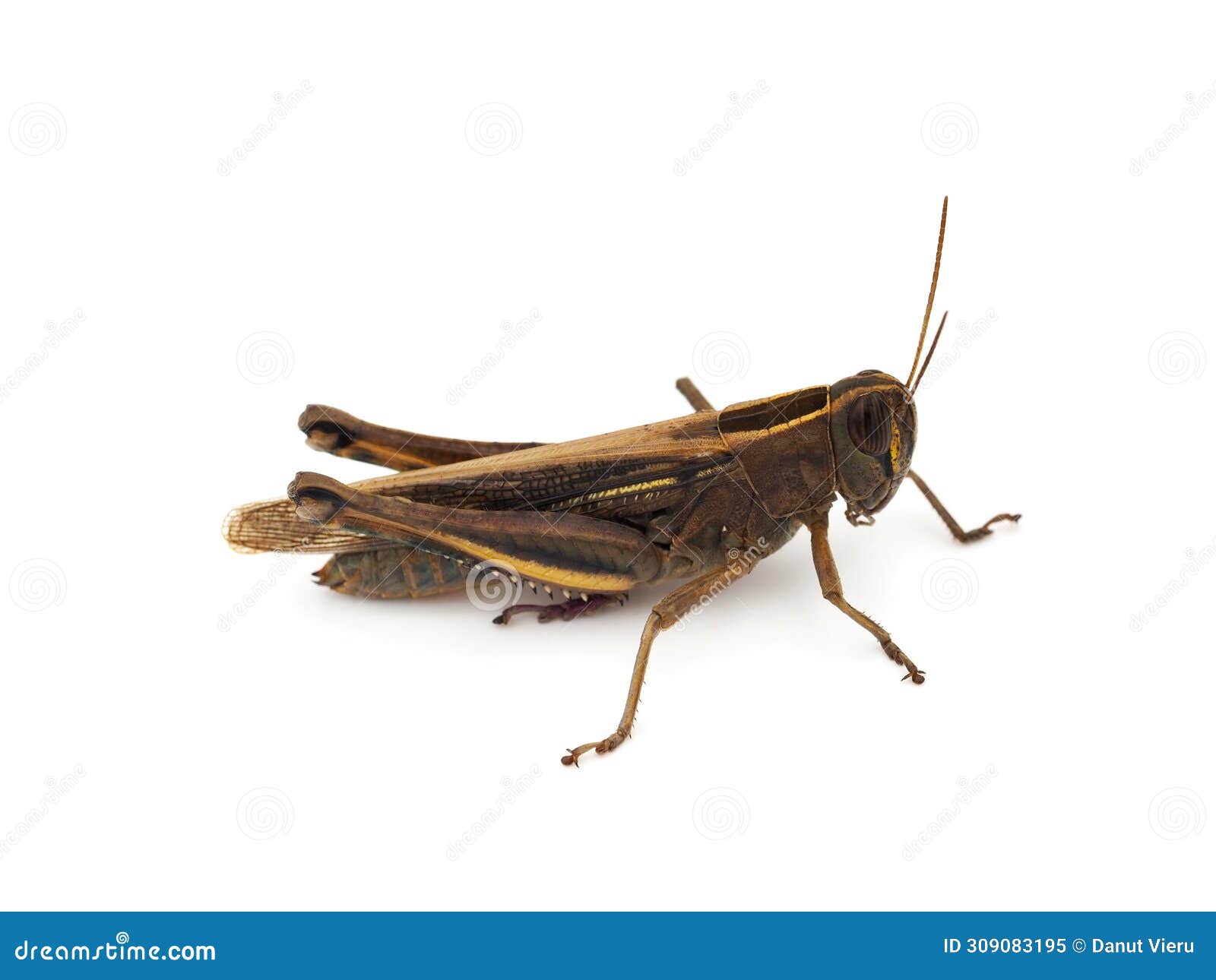 grasshopper (locust)  on white background