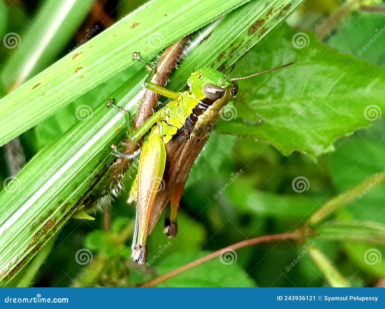 grasshoppers are herbivores of the suborder caelifera in the order orthoptera.  this insect has antennae