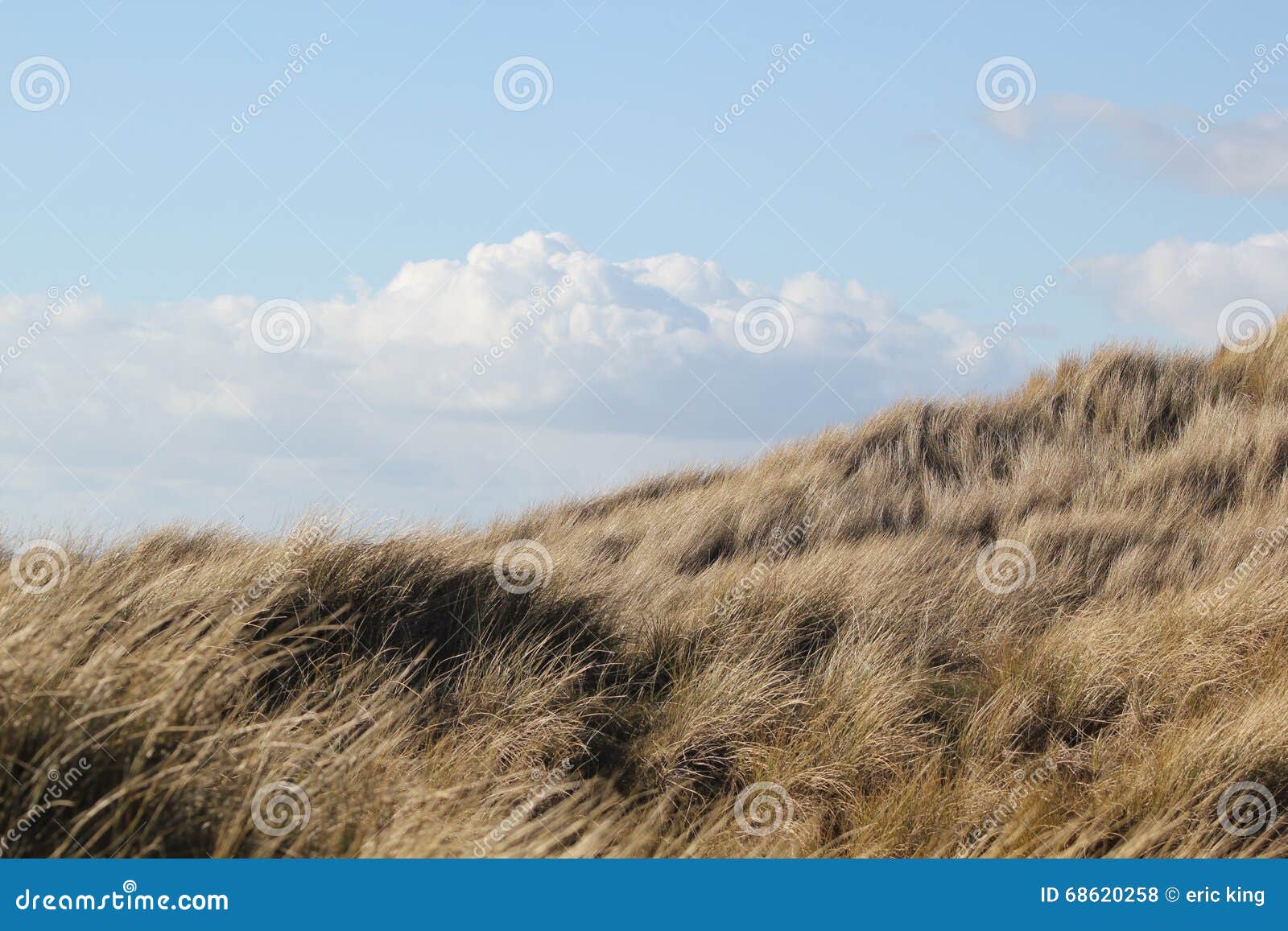 Grassland stock photo. Image of bluessky, beach, grassland 68620258