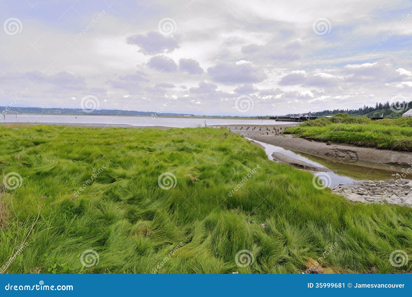 Grassland on the beach stock image. Image of park, nature 35999681