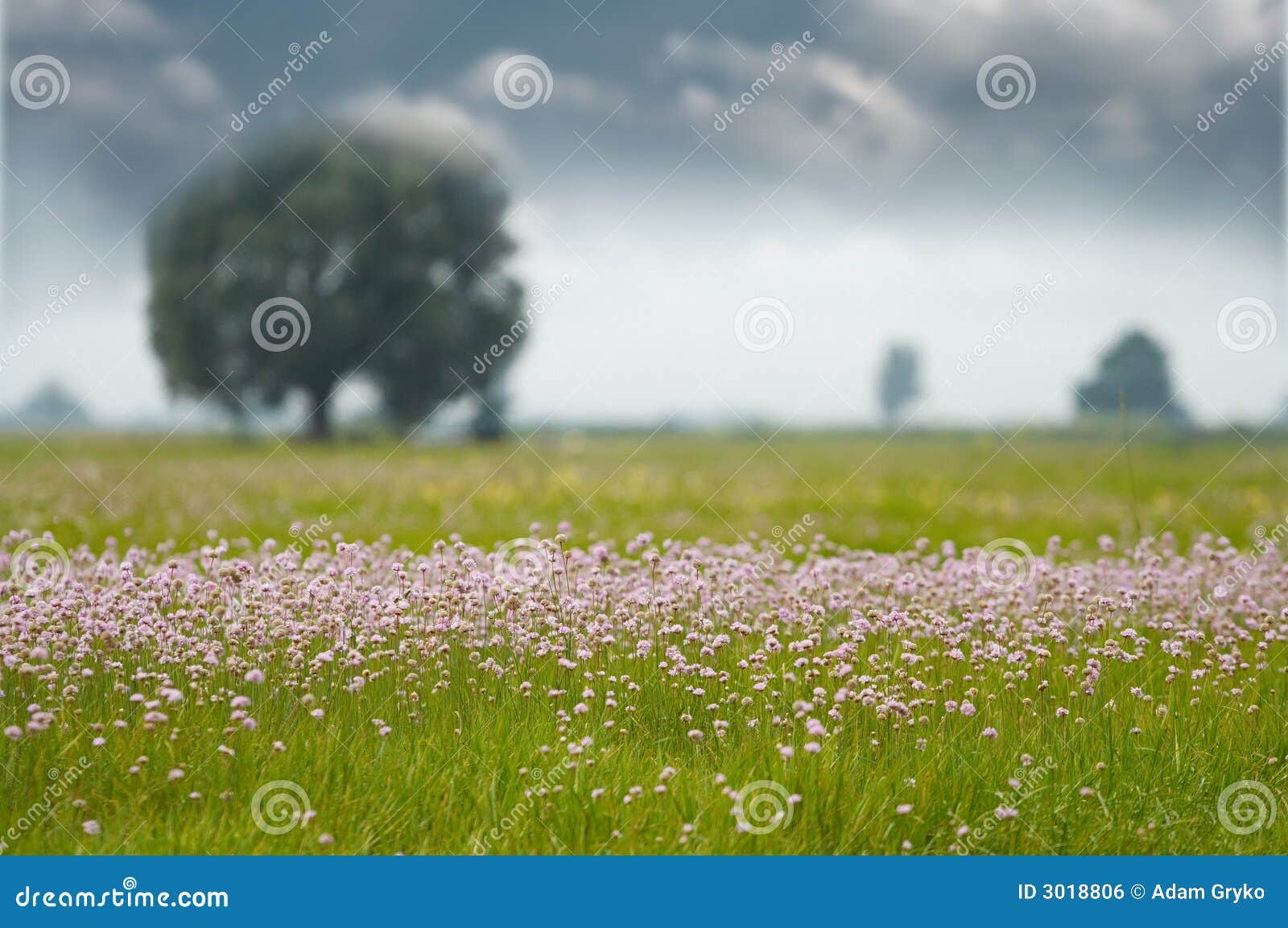 Grassland And Flowers Stock Photo Image Of Rural Field 3018806