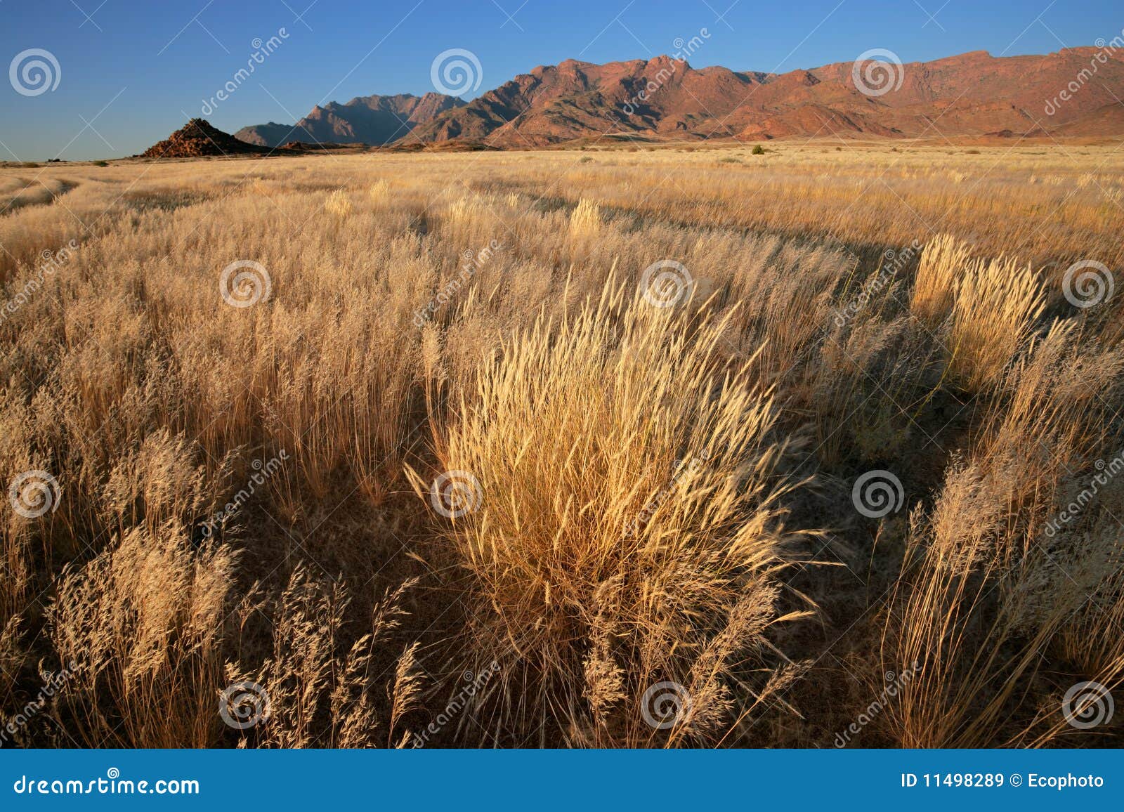 grassland landscape, namibia