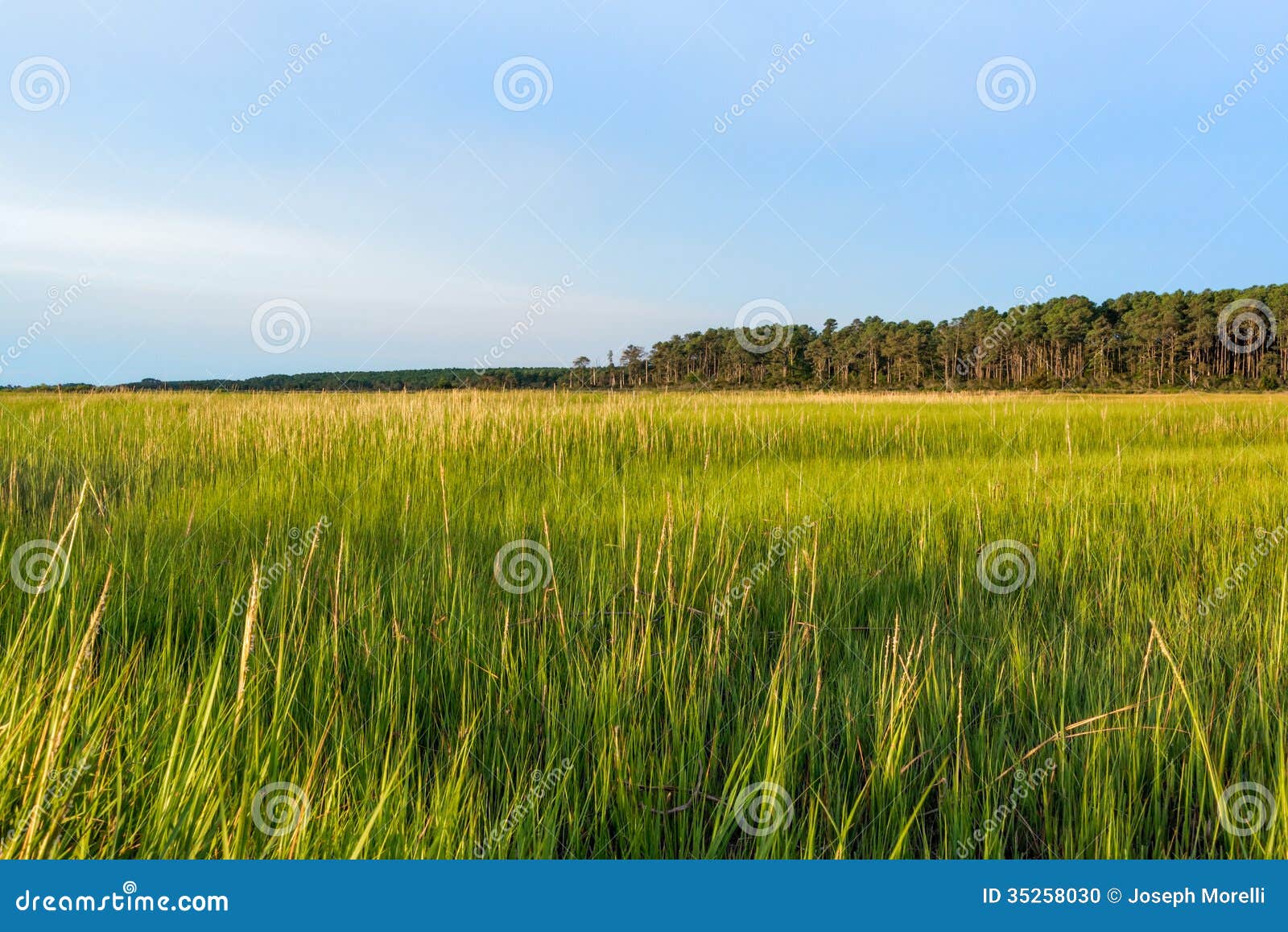 Grassland stock photo. Image of coast, marshland, grassland 35258030