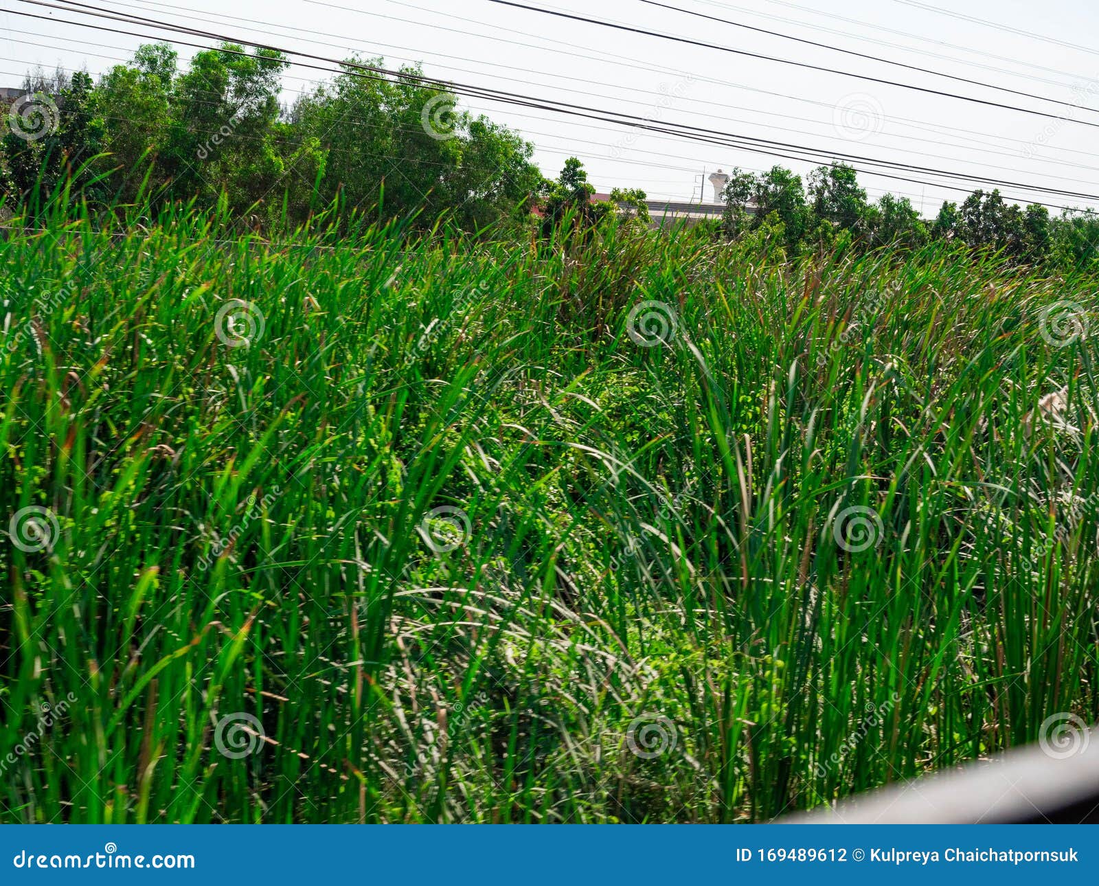 grassland and rice fields,nature color green background blue sky,grass flowers