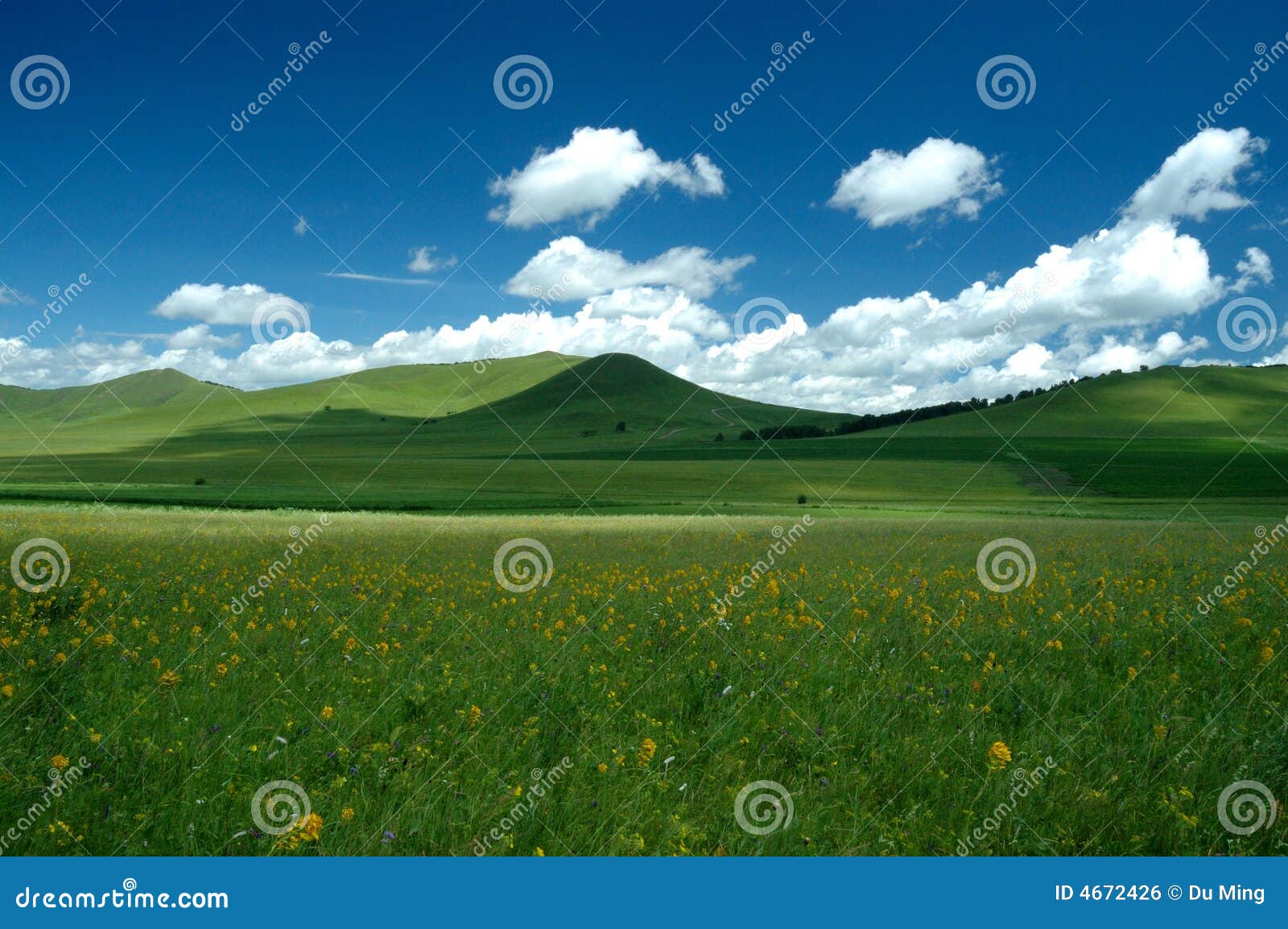 grassland summer