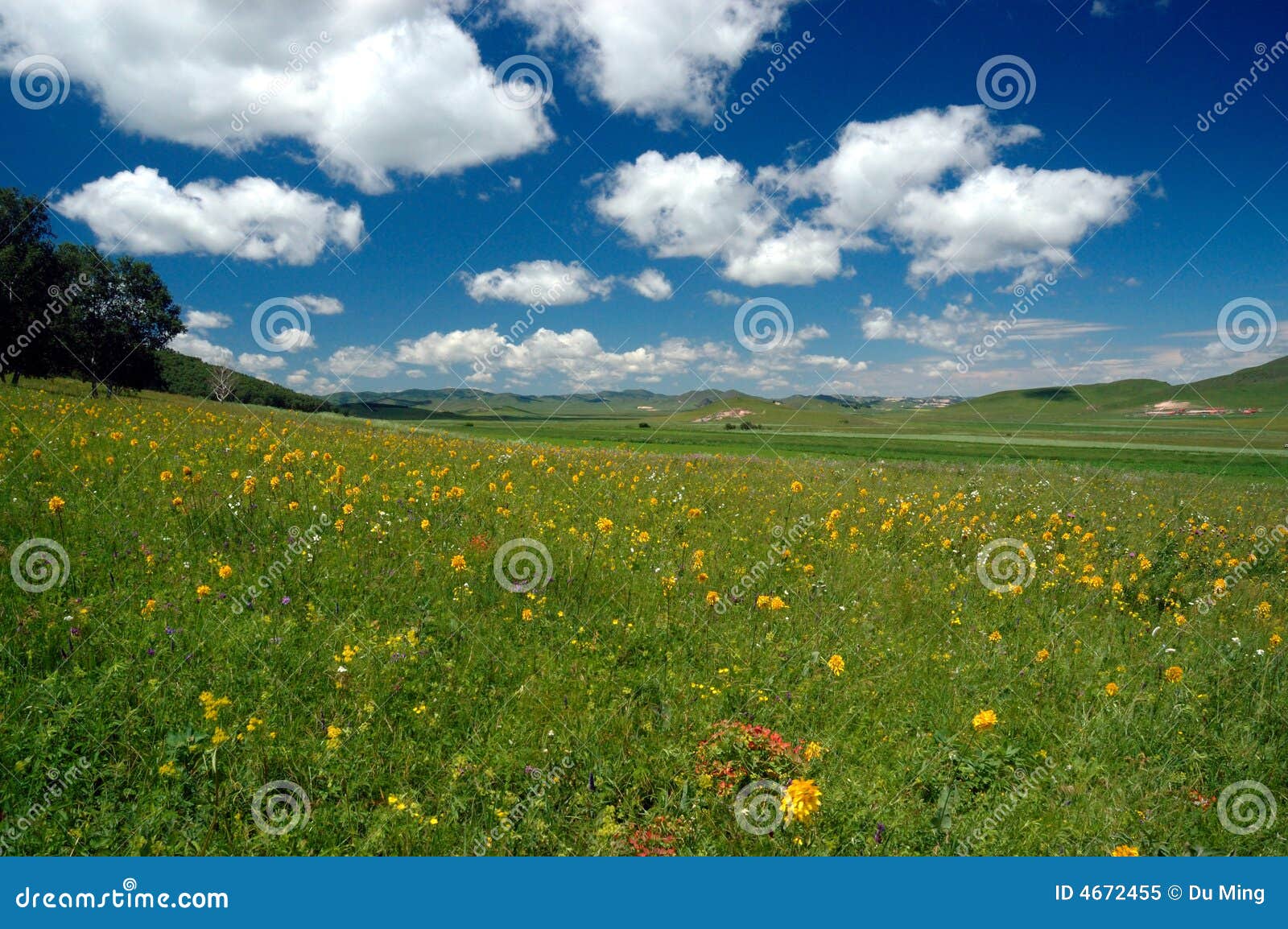 grassland summer