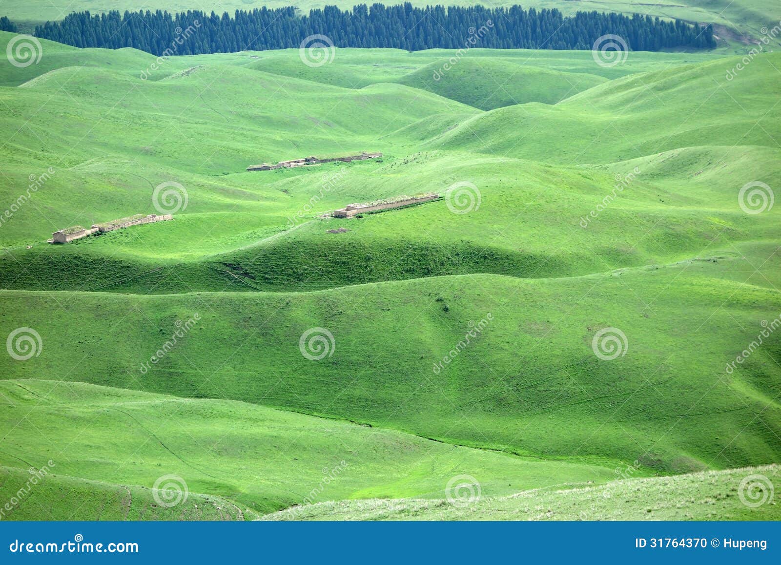 Grassland in summer,located in Xinjiang,China.