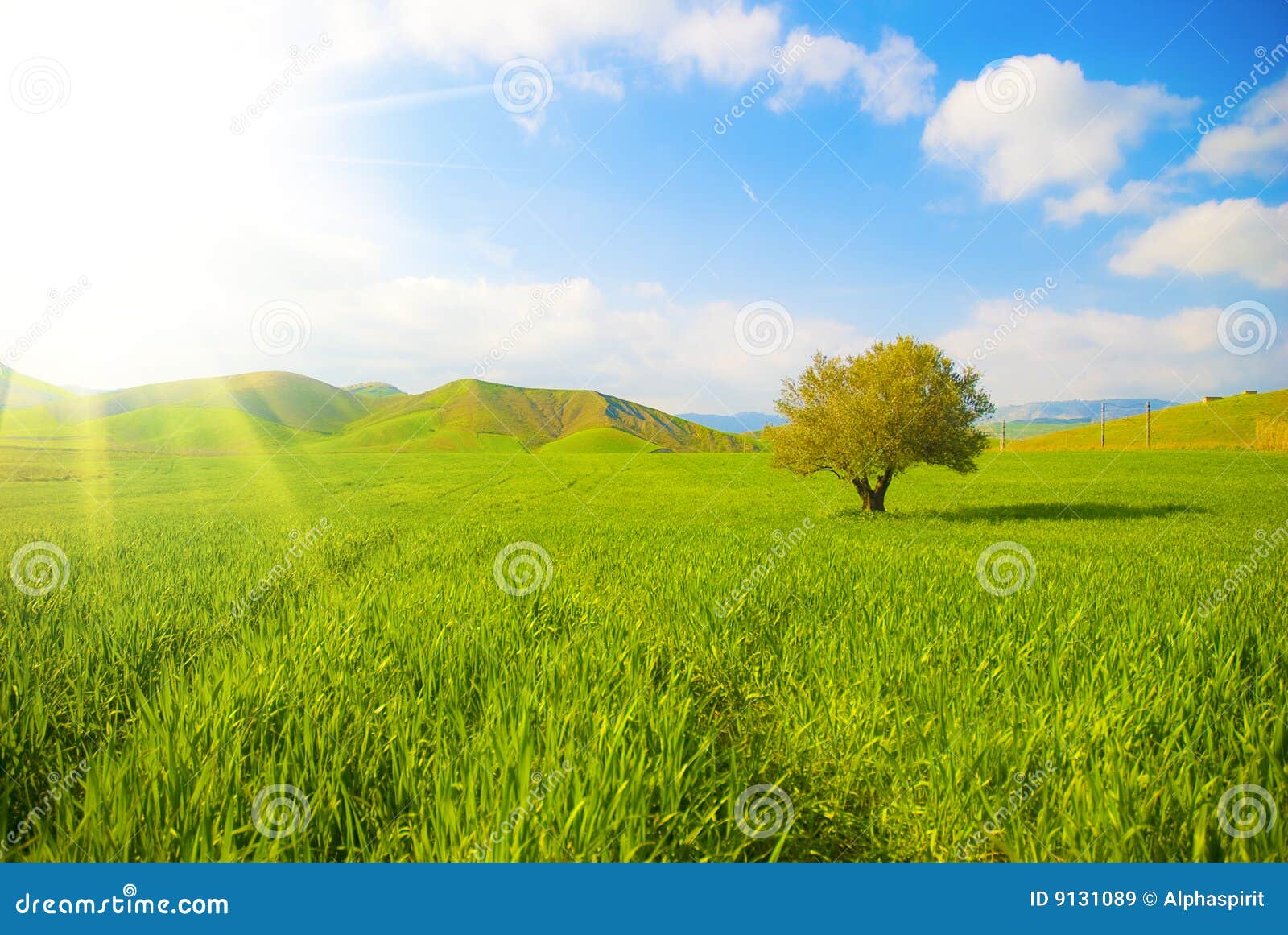 grassland and sunray